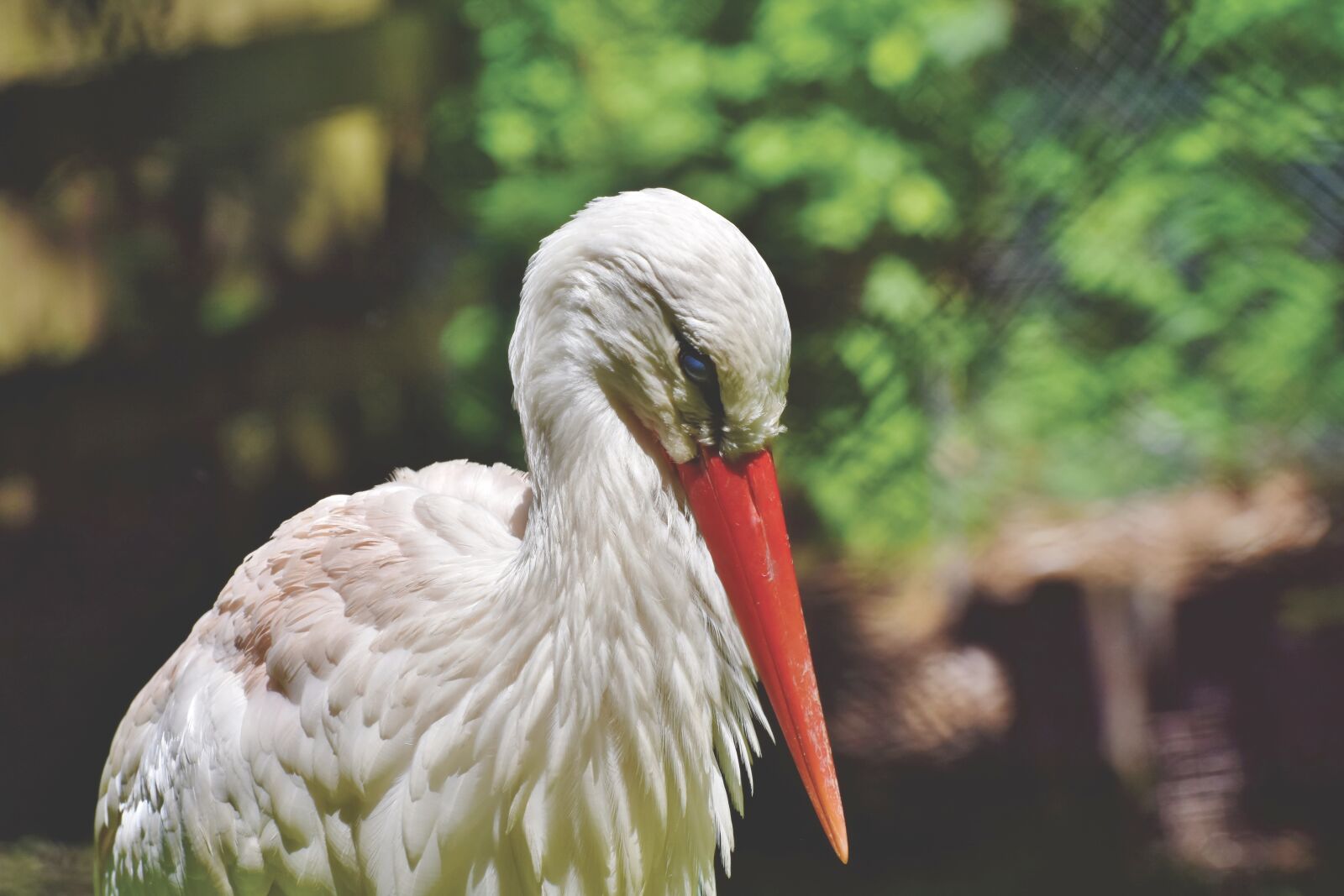 Nikon D7200 sample photo. White stork, stork, bill photography