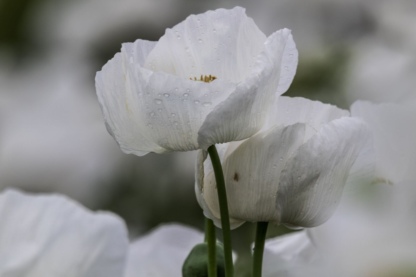 Canon EOS 7D Mark II sample photo. Espa a la bella photography