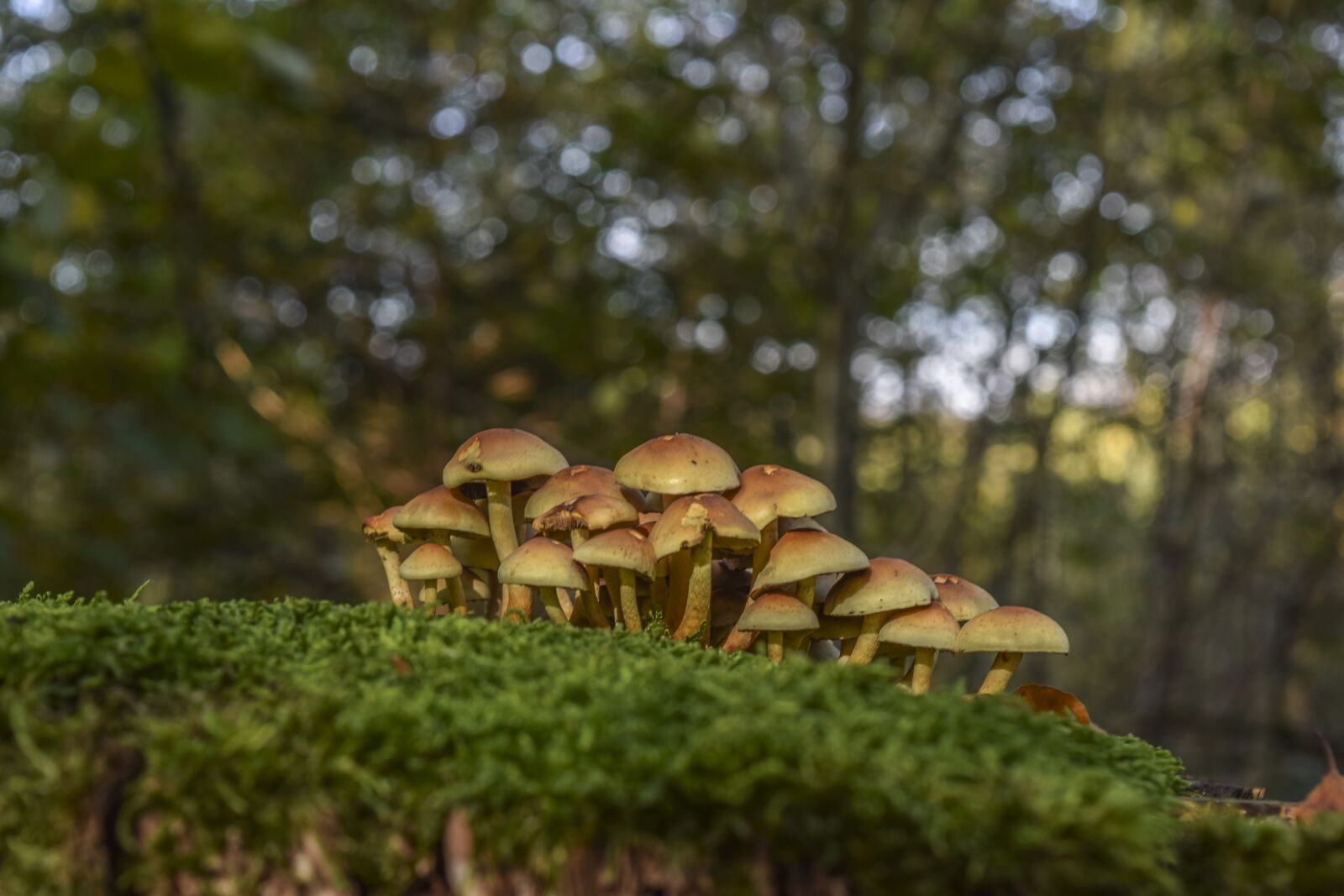 Nikon D3300 sample photo. Mushrooms, nature, forest photography