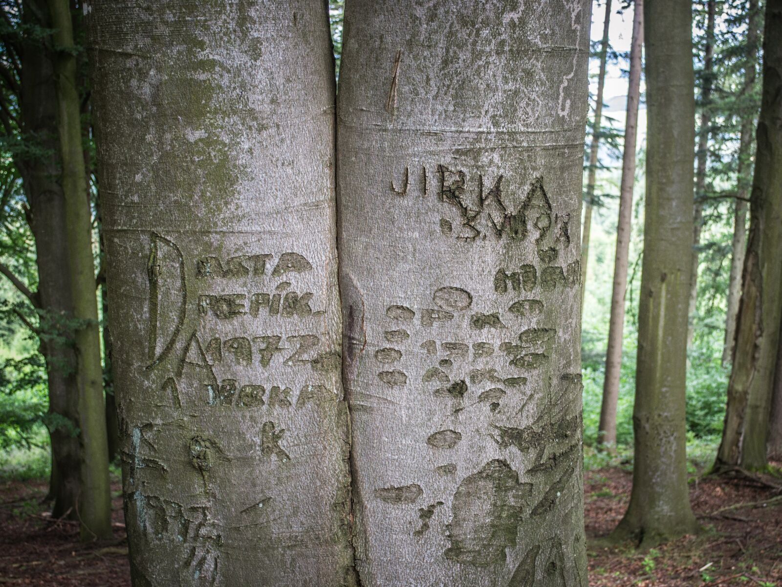Nikon D3100 sample photo. Forest, tribes, trunk photography