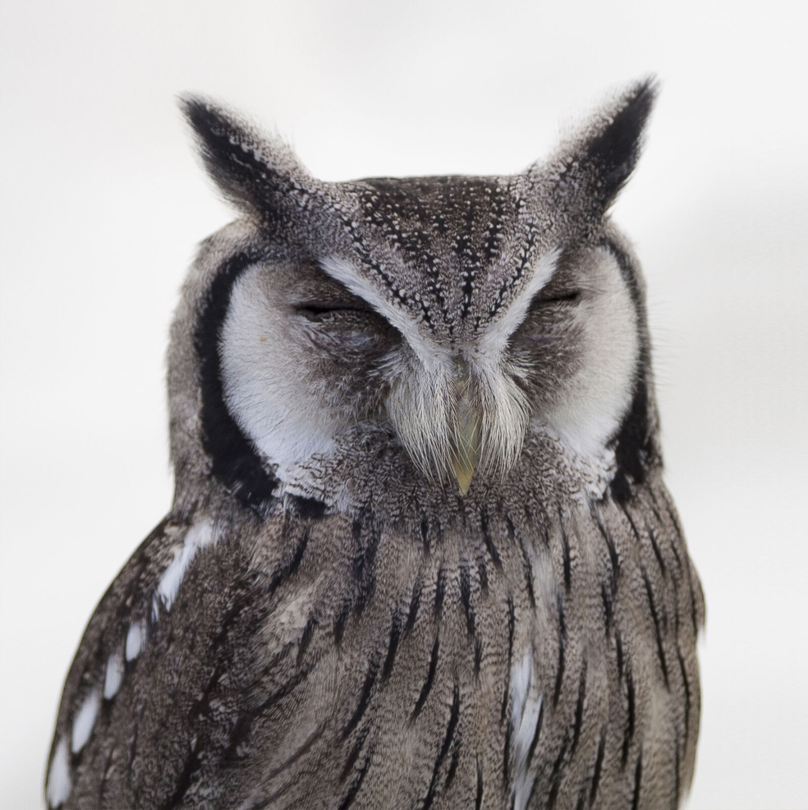 Canon EOS 5D Mark II sample photo. Bird, stops, owl photography
