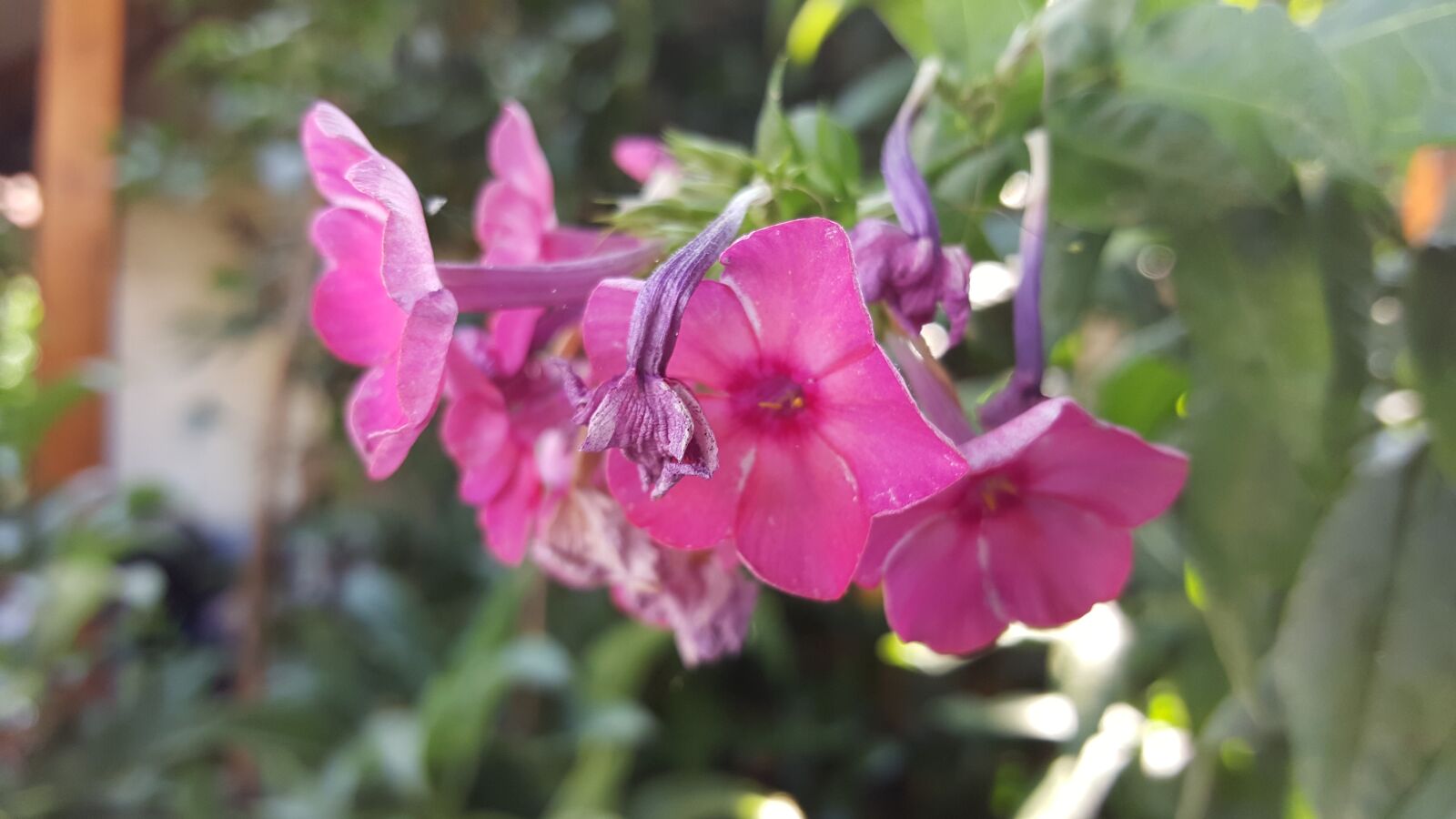 Samsung Galaxy S6 sample photo. Flower, pink, garden photography