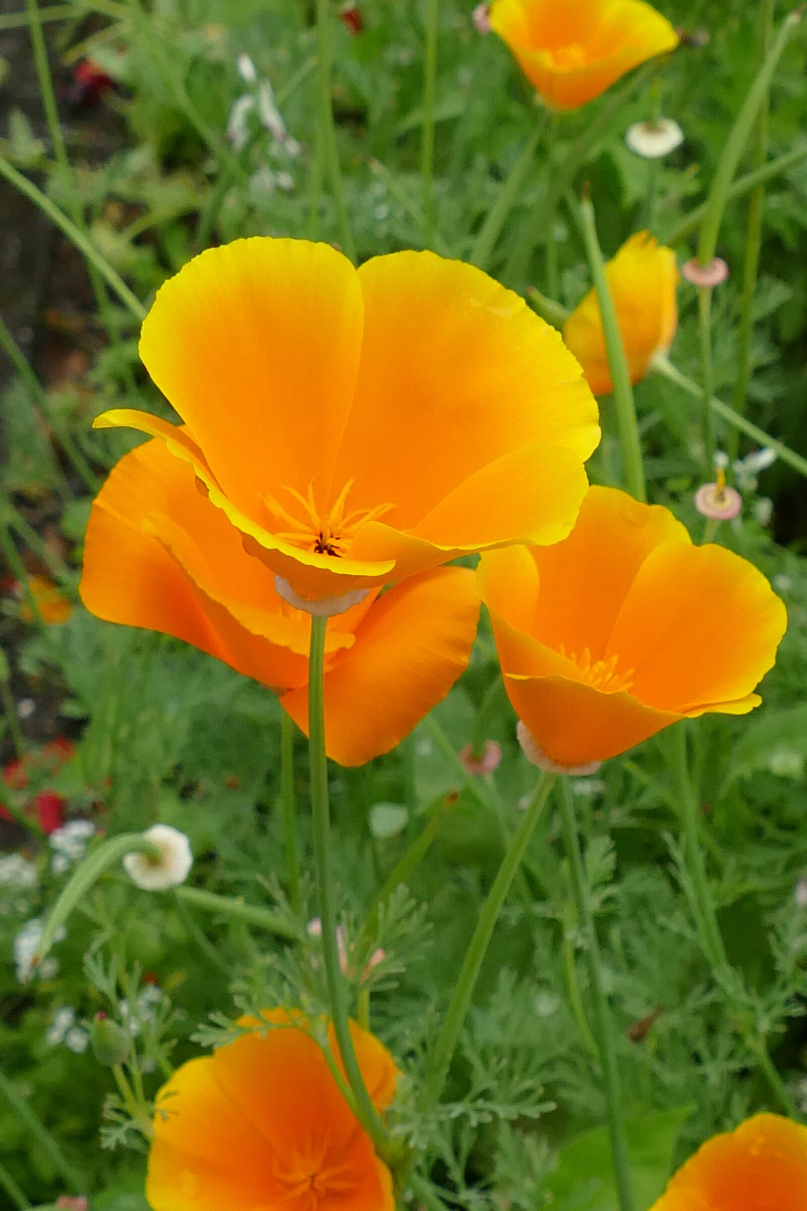 Panasonic Lumix DMC-FZ1000 sample photo. Nightcap, goudpapaver, papaveraceae photography