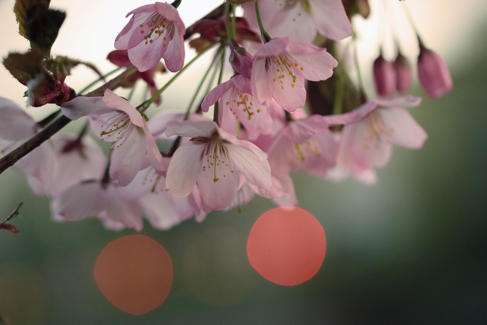 Nikon D3300 sample photo. Nature, cherry tree, inflorescence photography