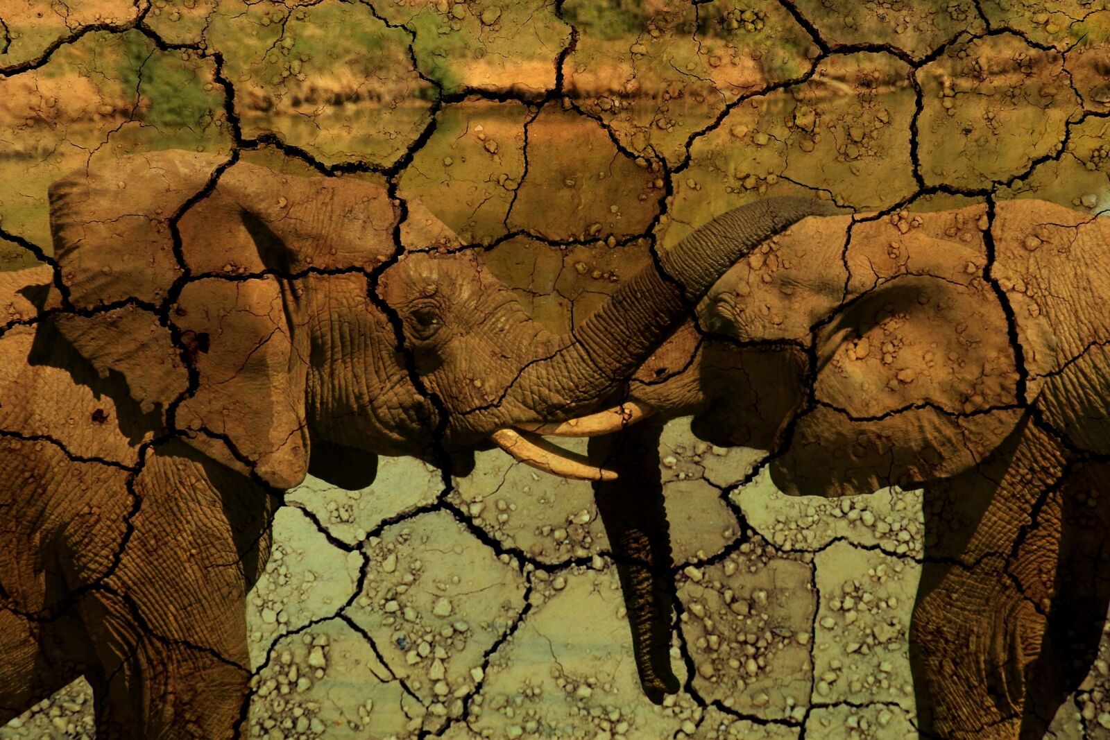 Sigma SD14 sample photo. Elephant, drought, animals photography