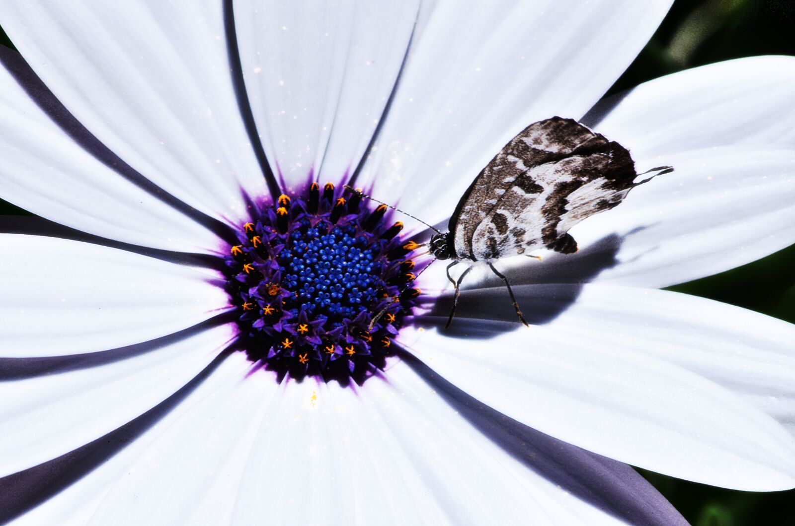 Nikon D5100 sample photo. Marguerite, flower, spring photography