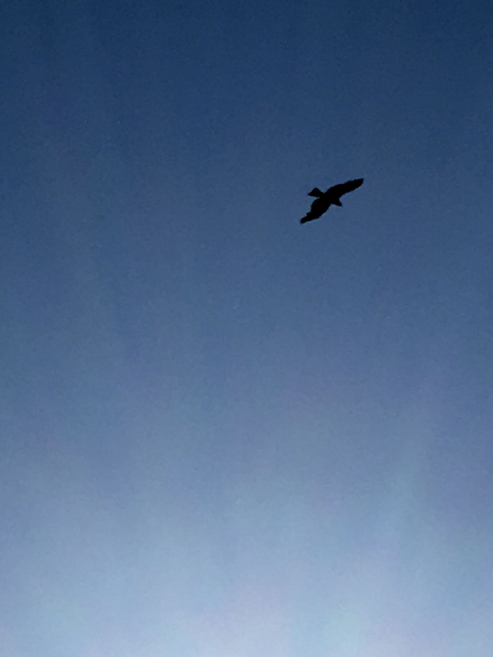 iPhone SE back camera 4.15mm f/2.2 sample photo. Sky, bird, free photography