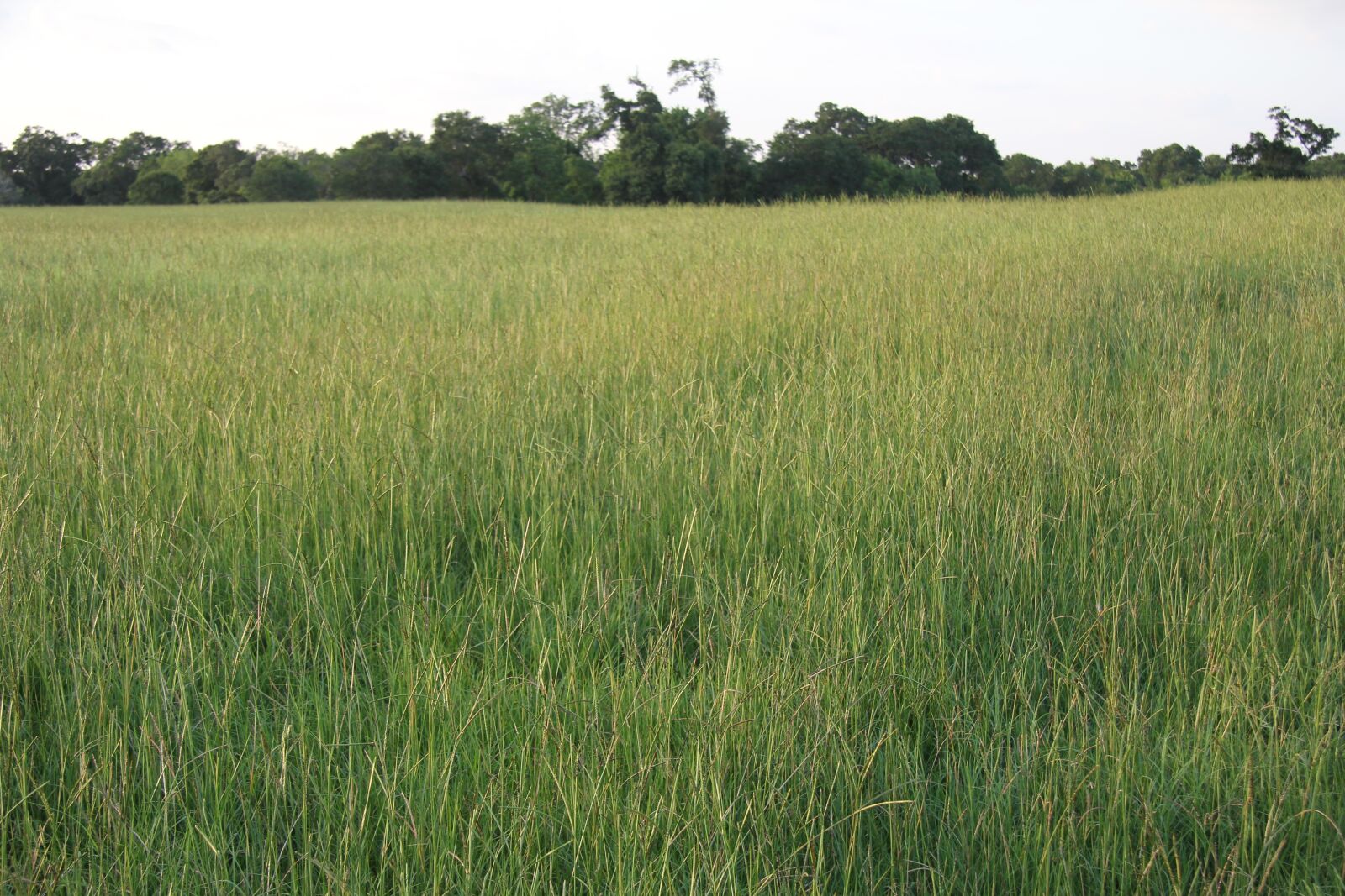 Canon EOS 60D sample photo. Grass, pasture, green photography