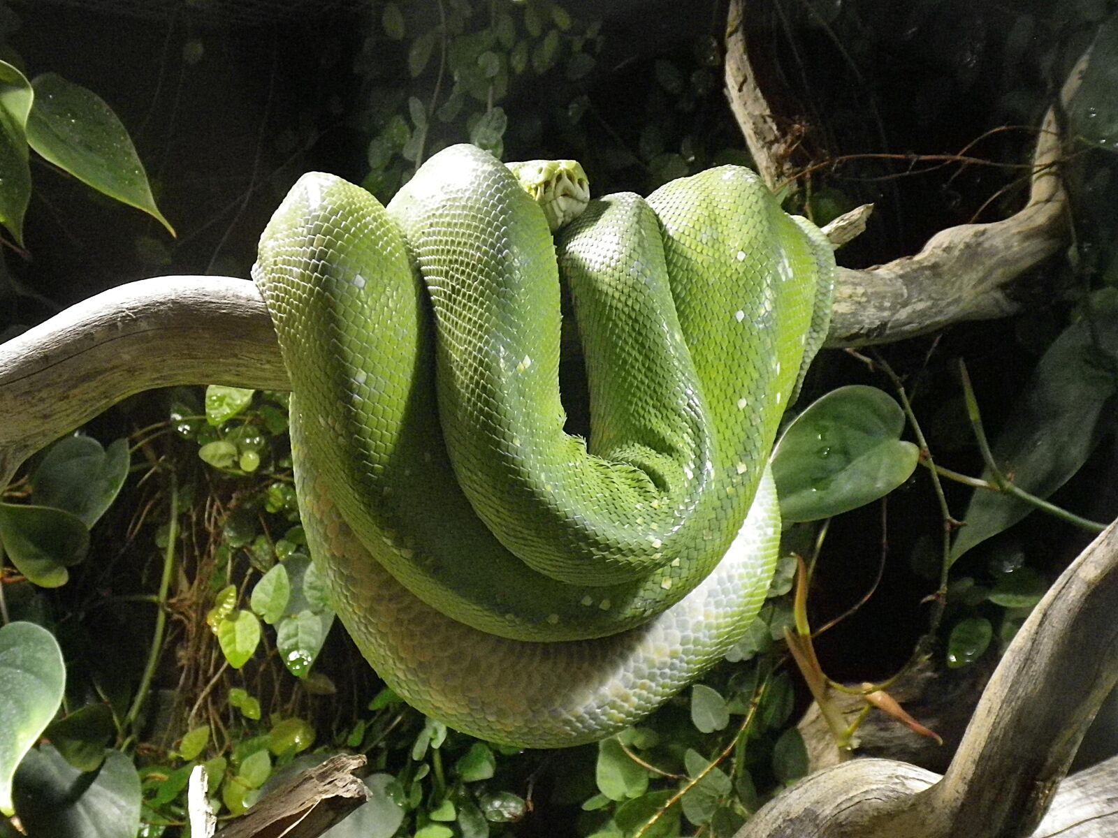 Pentax Optio H90 sample photo. Snake, python, terrarium photography
