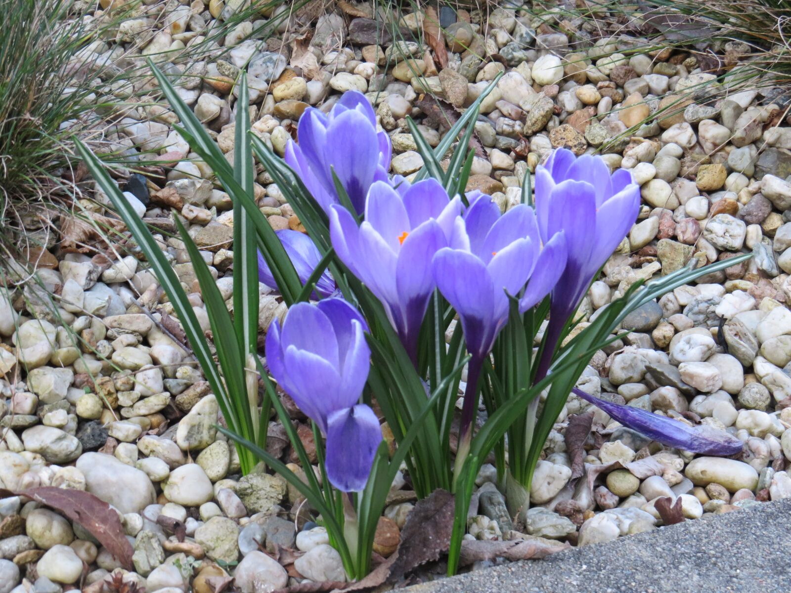 Canon PowerShot SX540 HS sample photo. Crocus, spring, early bloomer photography