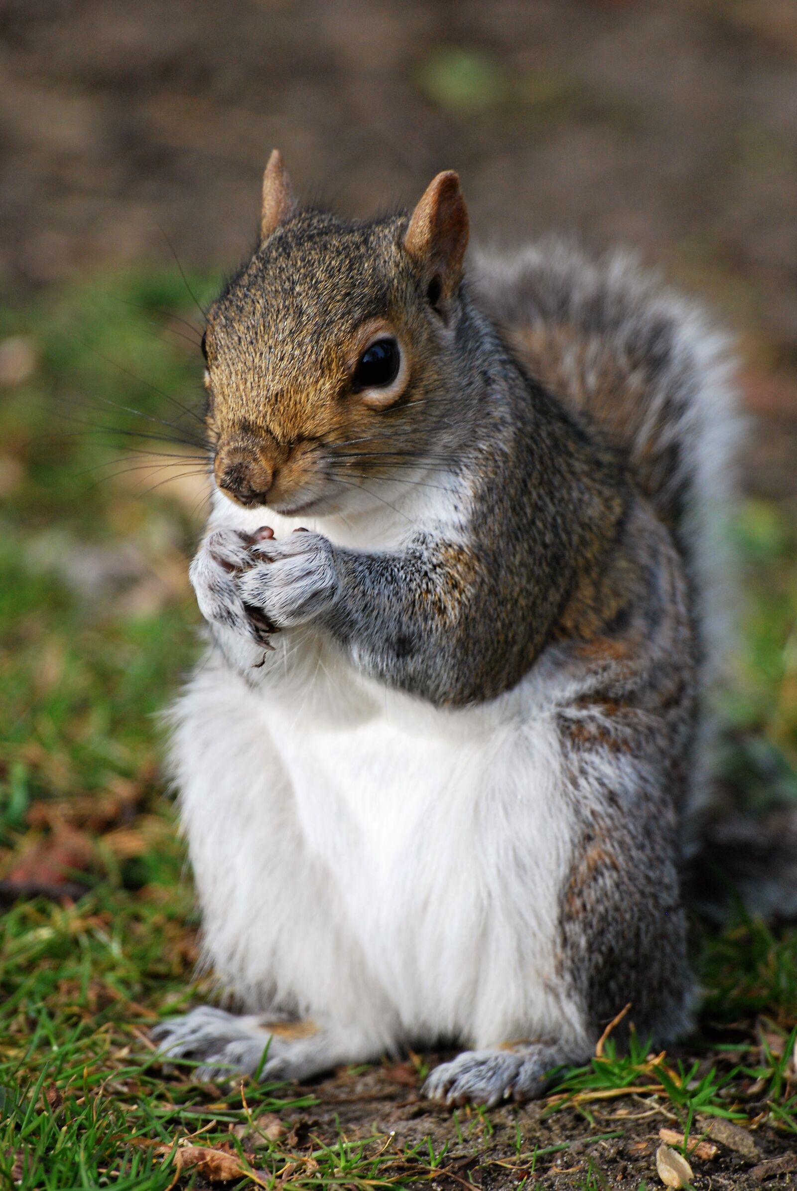 Nikon D60 sample photo. Squirrel, animal, rodents photography