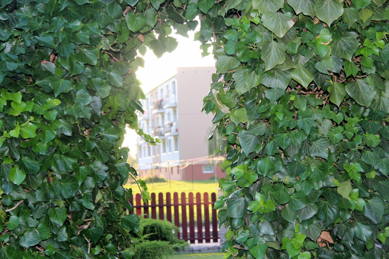 Canon EOS 1200D (EOS Rebel T5 / EOS Kiss X70 / EOS Hi) sample photo. Ivy, nature, view photography