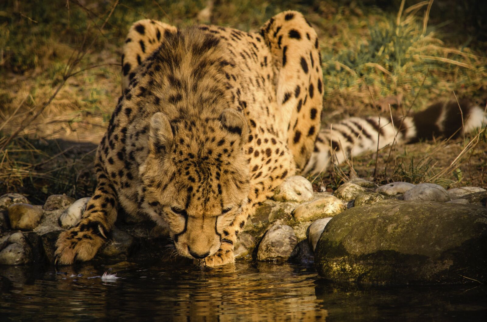 Nikon D5100 sample photo. Animal world, nature, mammal photography