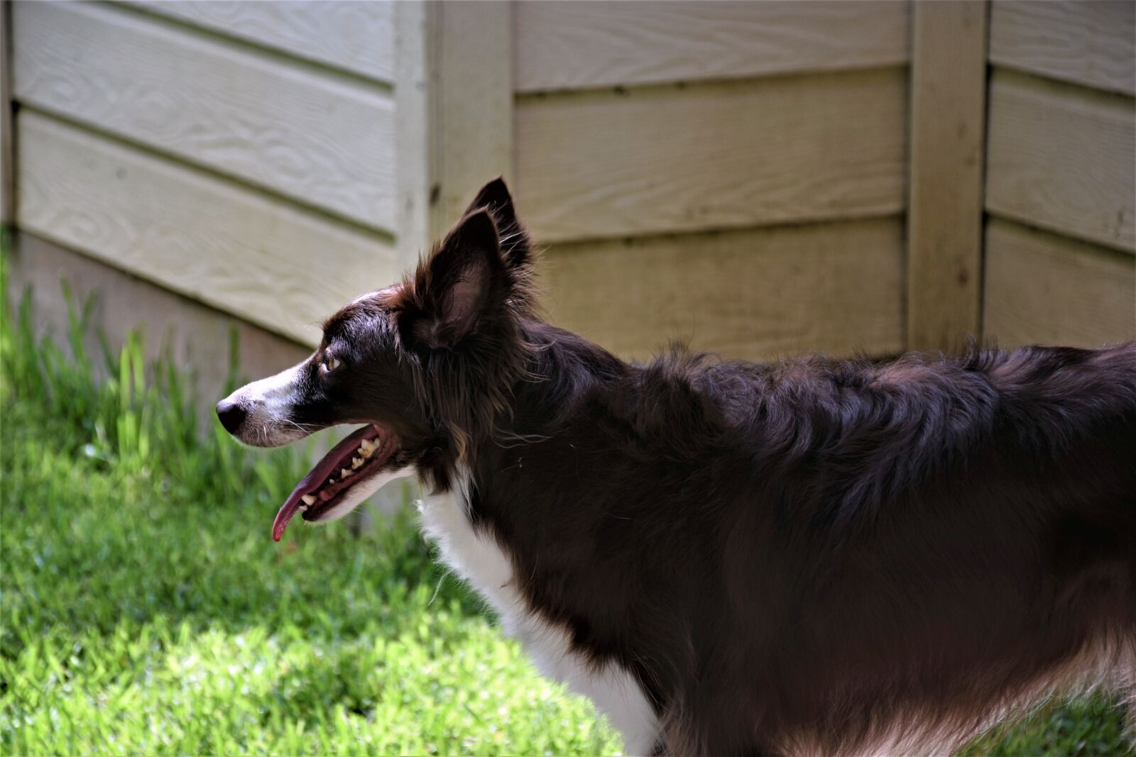 Nikon D7200 sample photo. Border collie, dog, pet photography