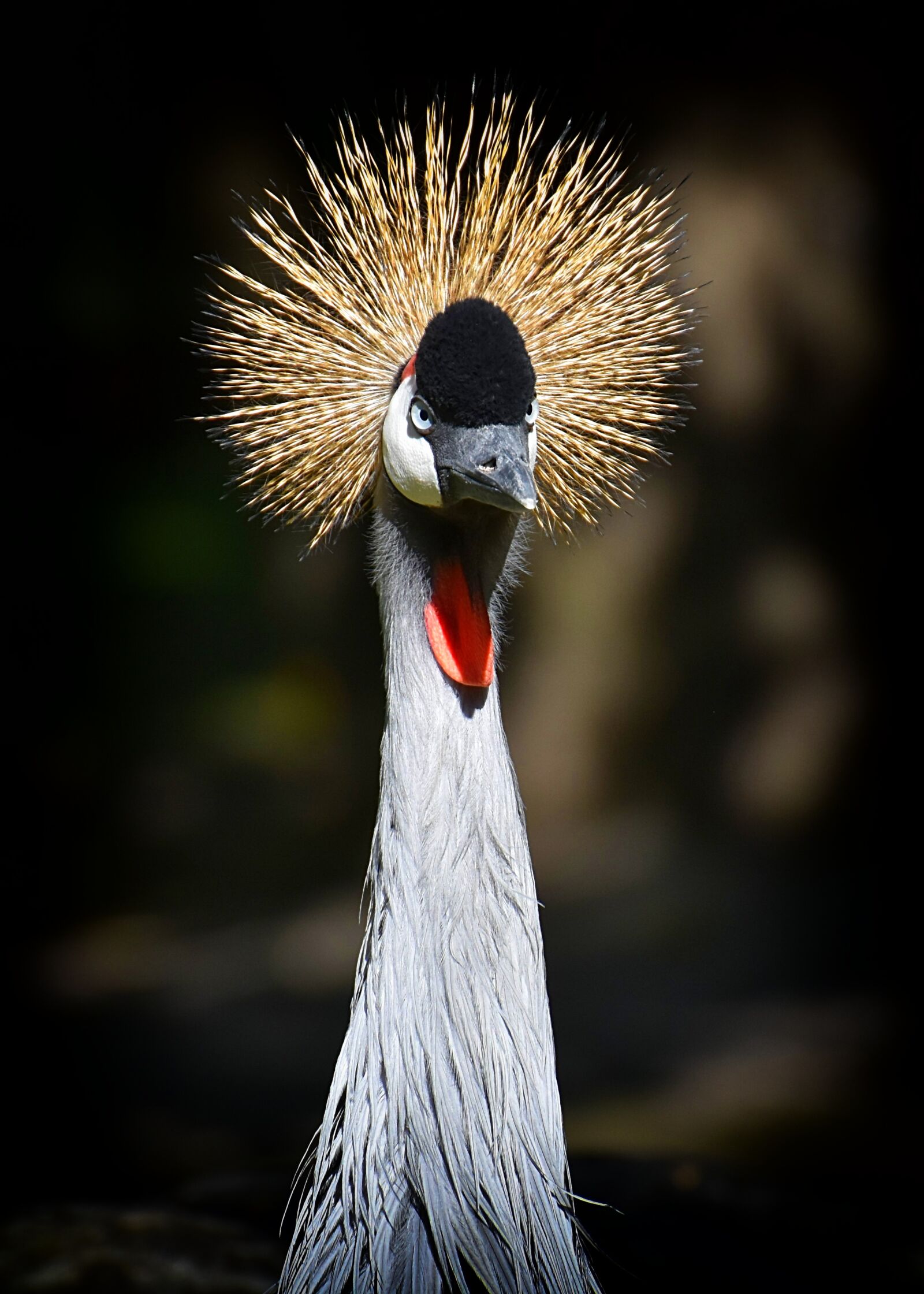 Nikon D7200 sample photo. Grey crowned crane, baleurica photography