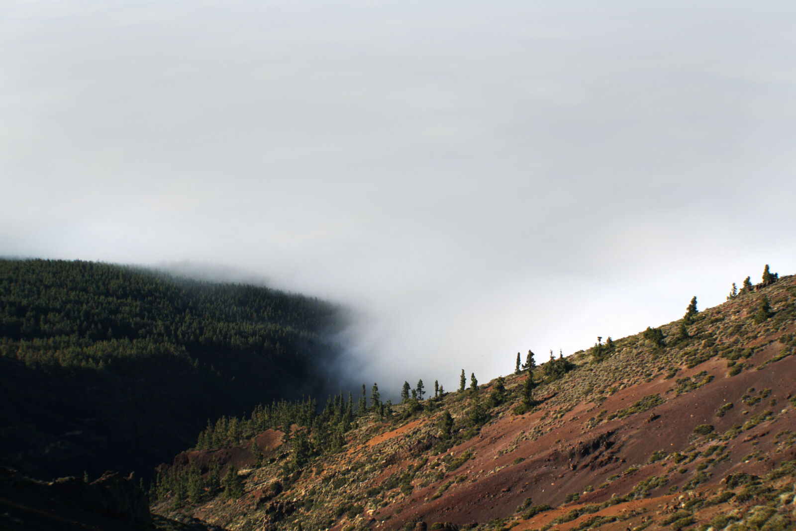 Canon EF-S 18-55mm F3.5-5.6 II sample photo. Background, clouds, firs, fog photography