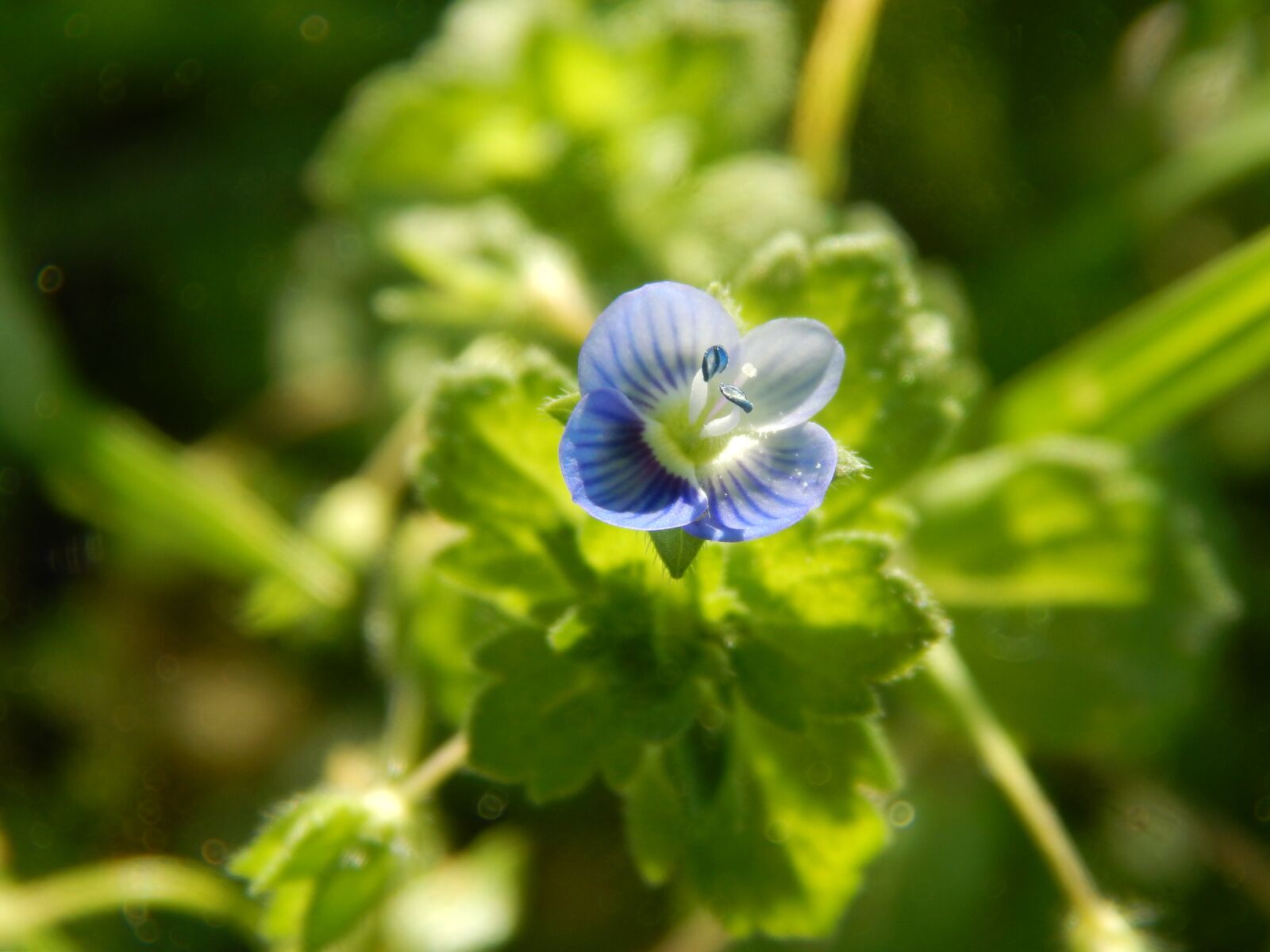 Nikon Coolpix L820 sample photo. Flower celeste, wild, small photography