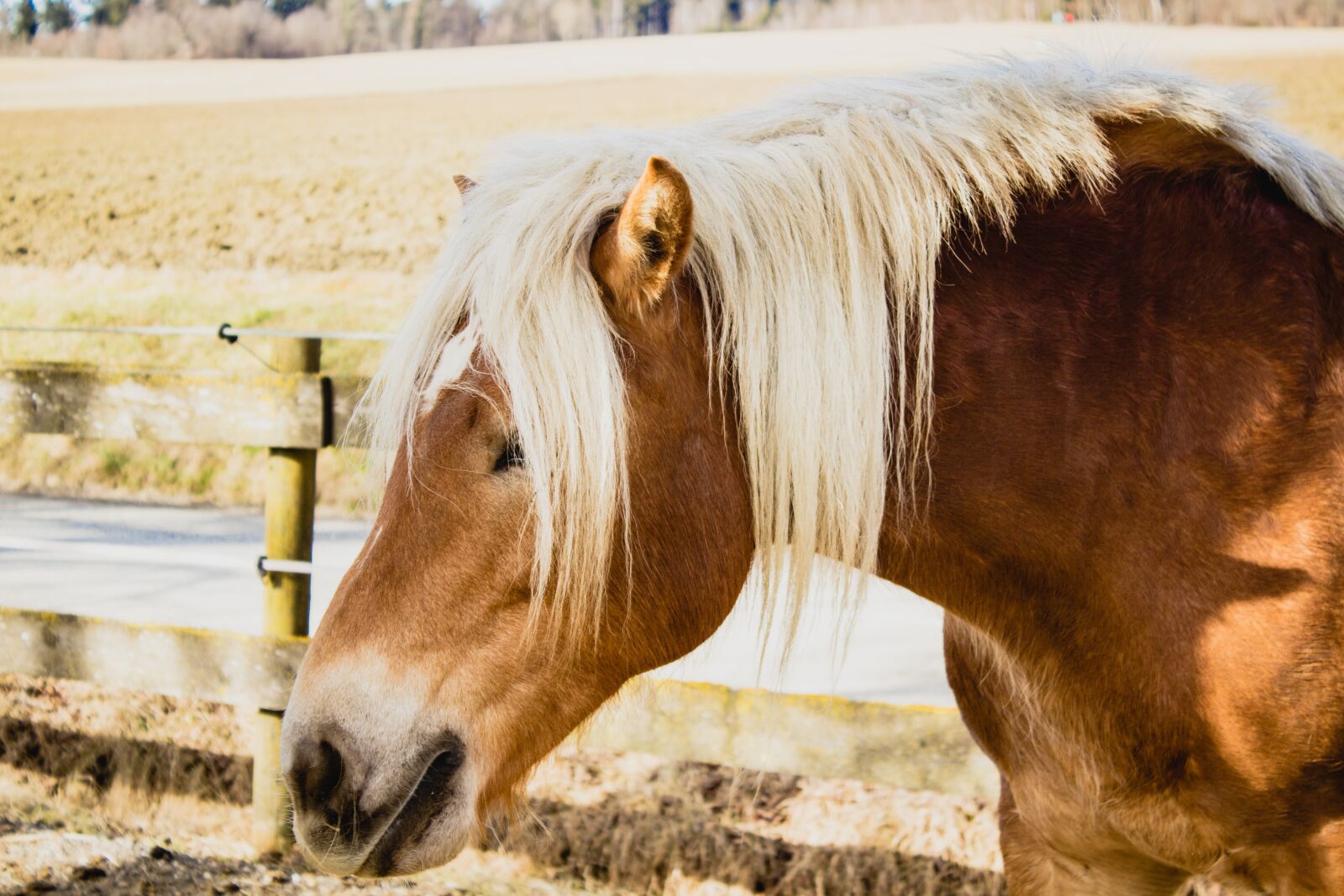 Canon EOS 600D (Rebel EOS T3i / EOS Kiss X5) sample photo. Horse, stall, horse head photography