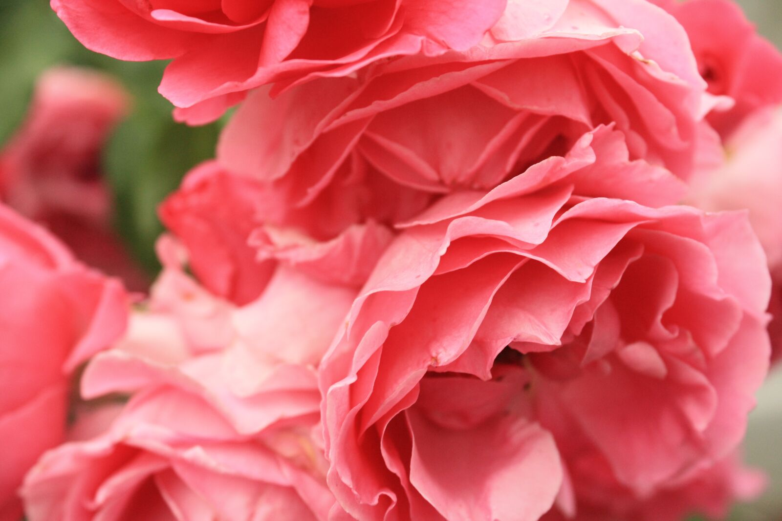 Canon EOS 1000D (EOS Digital Rebel XS / EOS Kiss F) sample photo. Rose, petals, flower photography