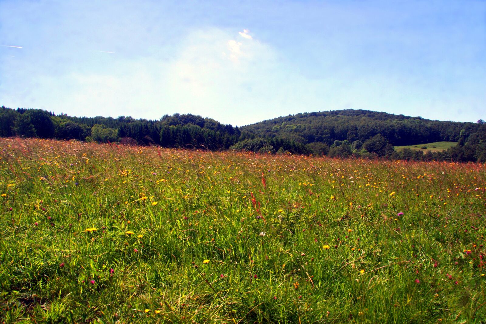 Canon EOS 30D sample photo. Spring meadow, flower meadow photography
