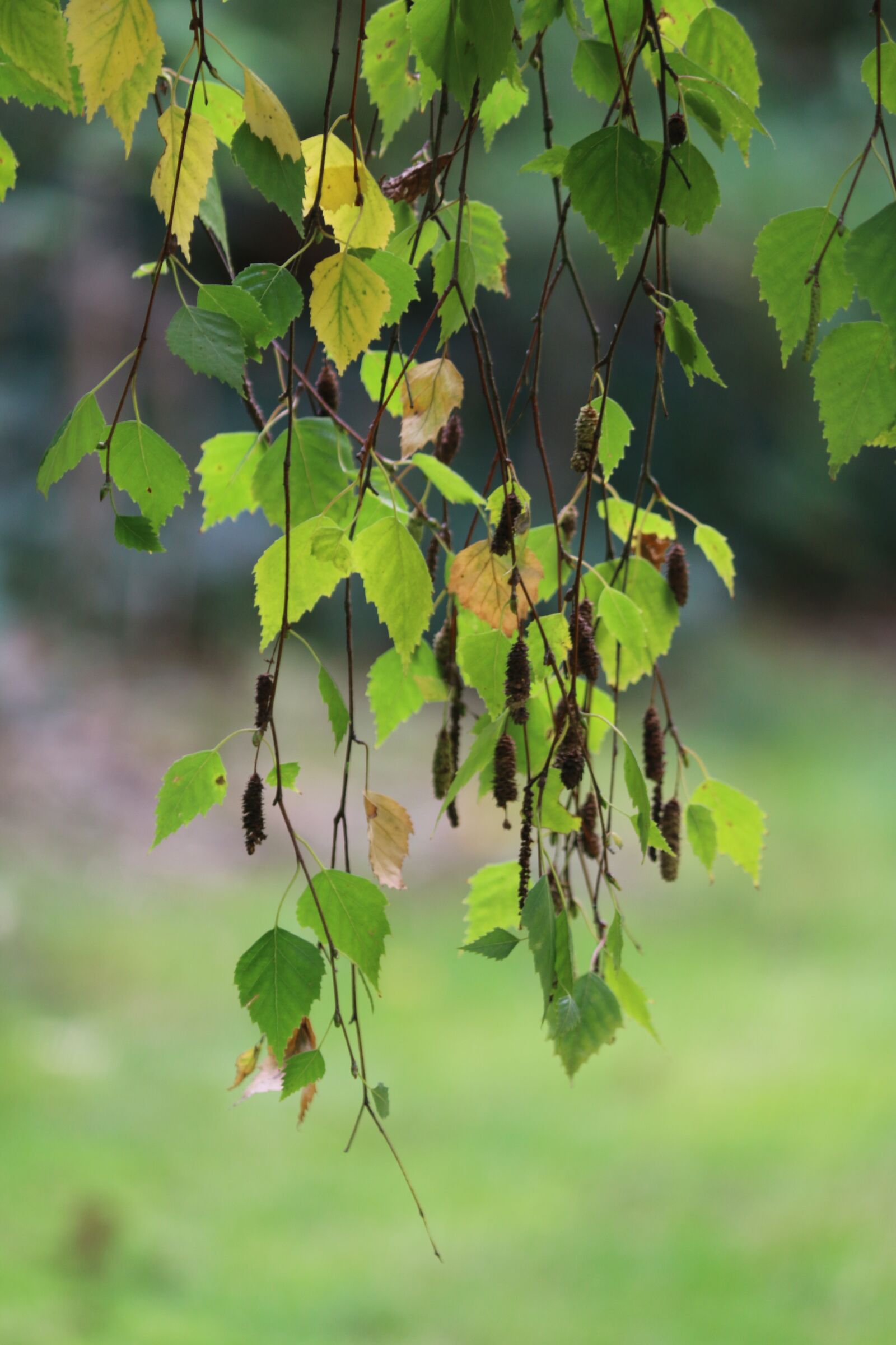 Canon EOS 70D sample photo. Foliage, birch, tree photography