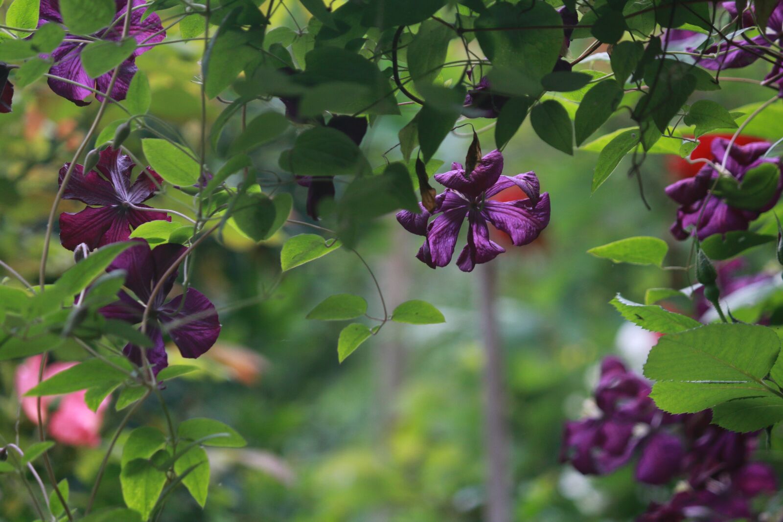 Canon EOS 70D sample photo. Clematis, creeper, flowering clematis photography