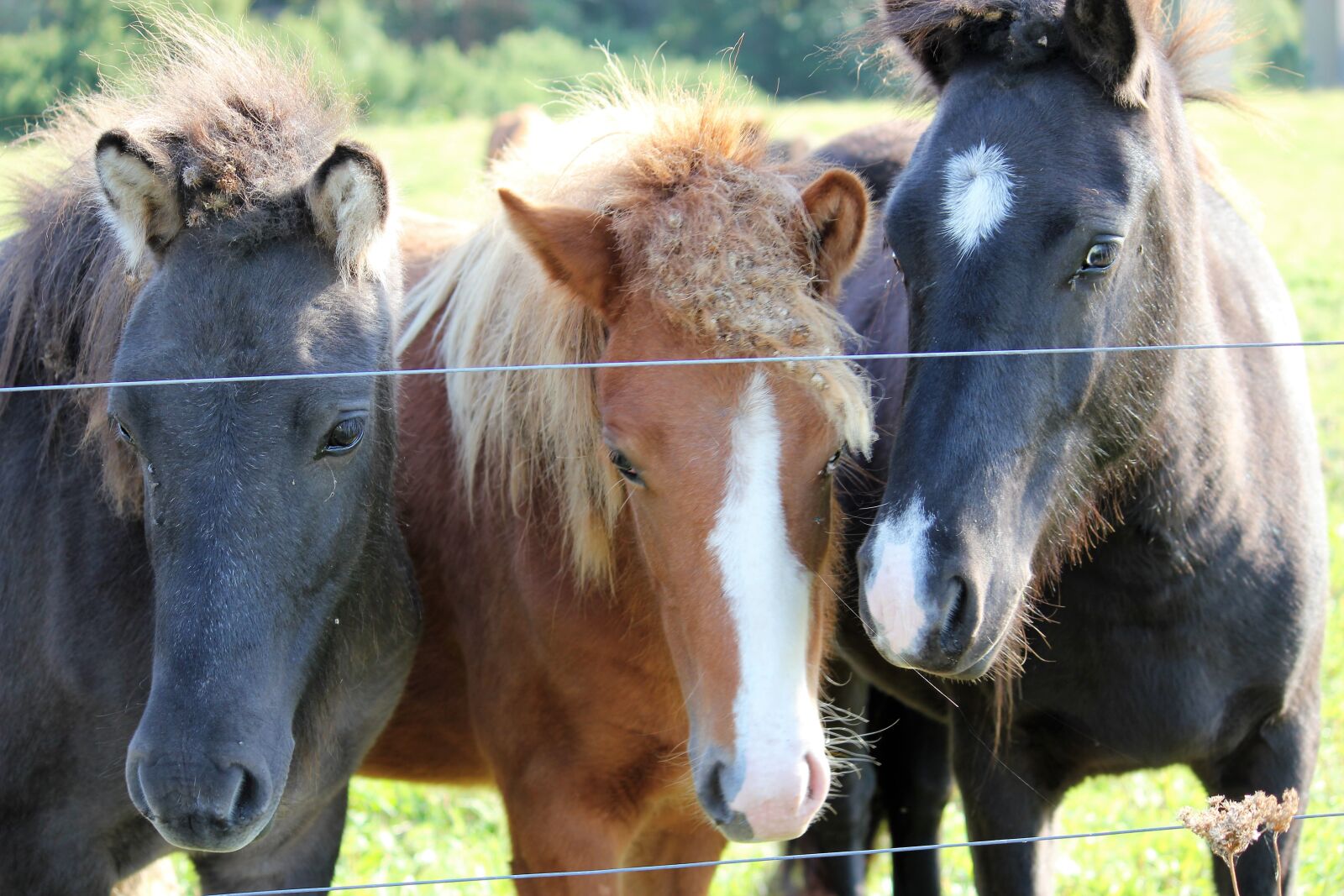 Canon EOS 550D (EOS Rebel T2i / EOS Kiss X4) sample photo. Horses, horse head, pferdeportrait photography
