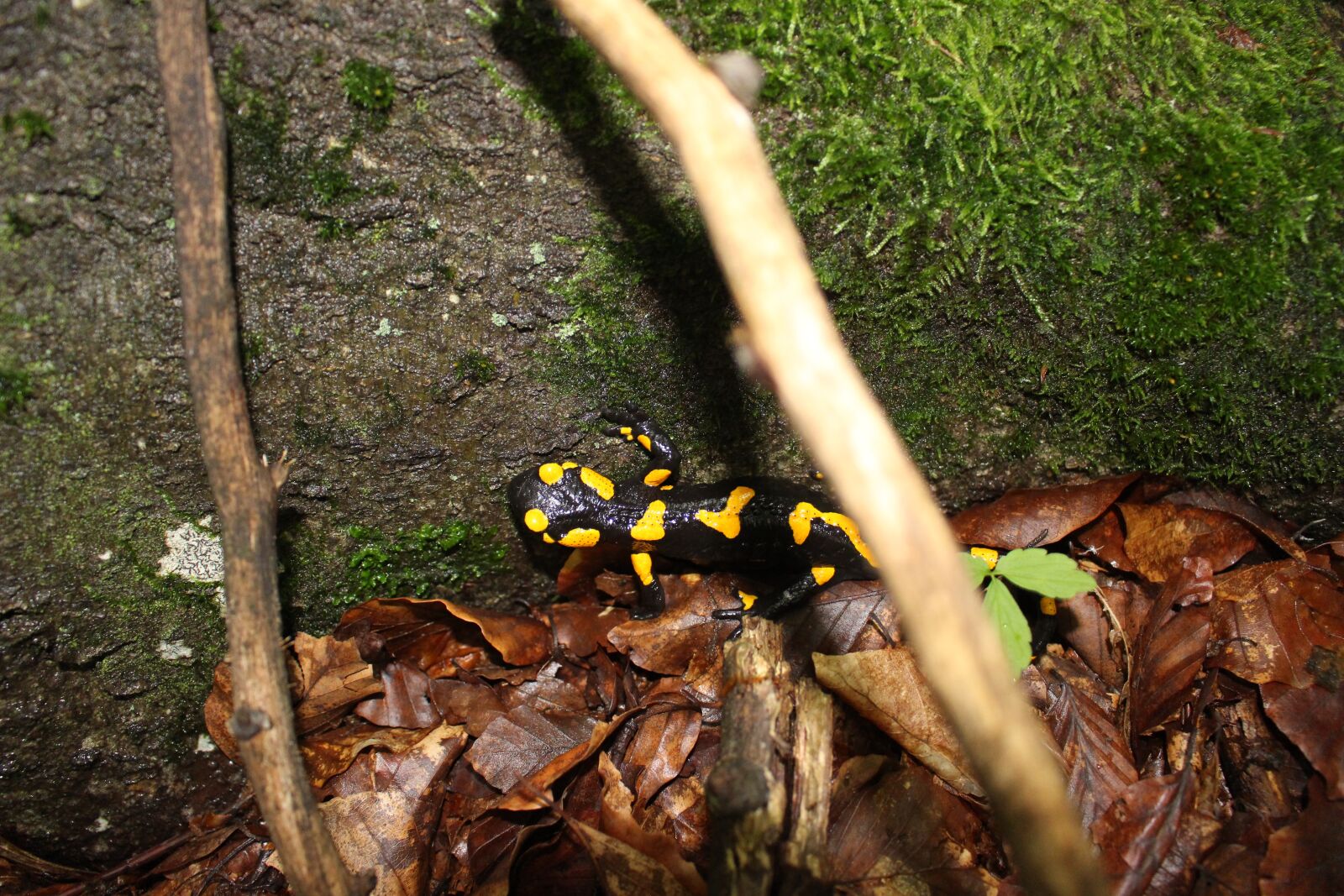 Canon EOS 100D (EOS Rebel SL1 / EOS Kiss X7) sample photo. Salamander, tree root, forest photography