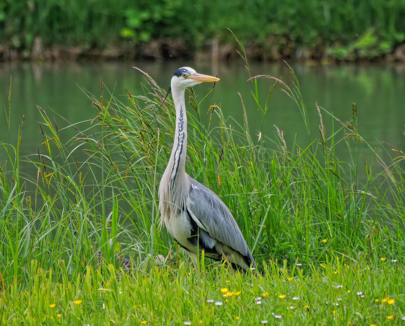 Panasonic Lumix DC-G9 sample photo. Heron, bird, wader photography