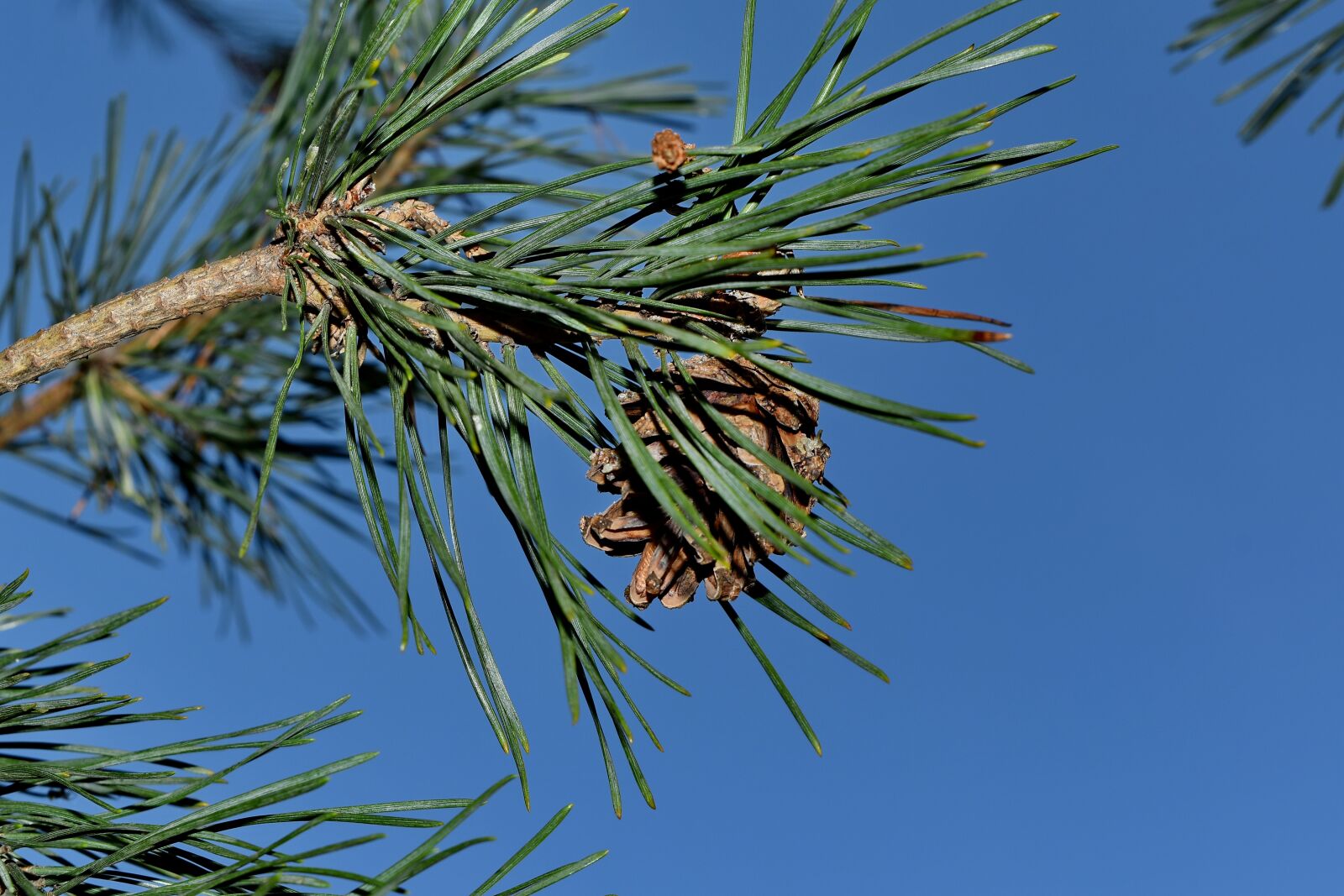 Nikon D5500 sample photo. Evergreen, branch, tree, nature photography