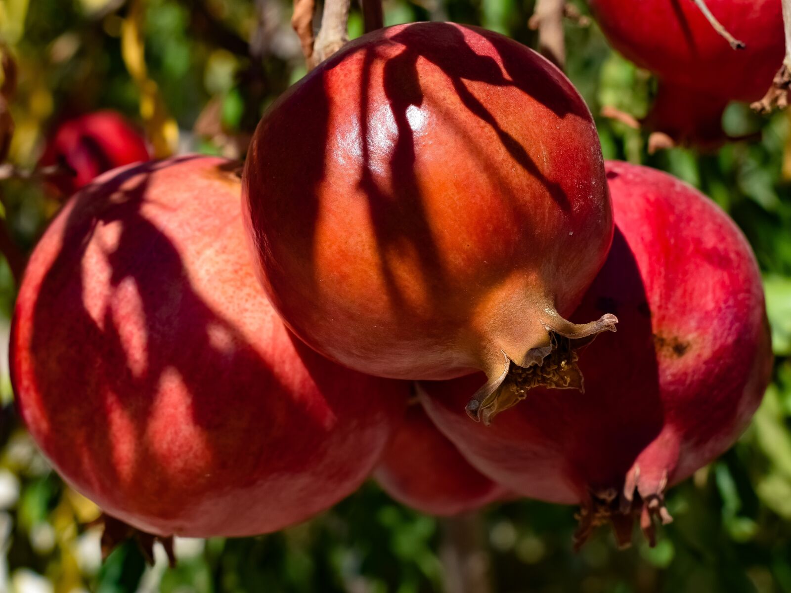 Nikon D3300 sample photo. Pomegranate, fruit, summer photography