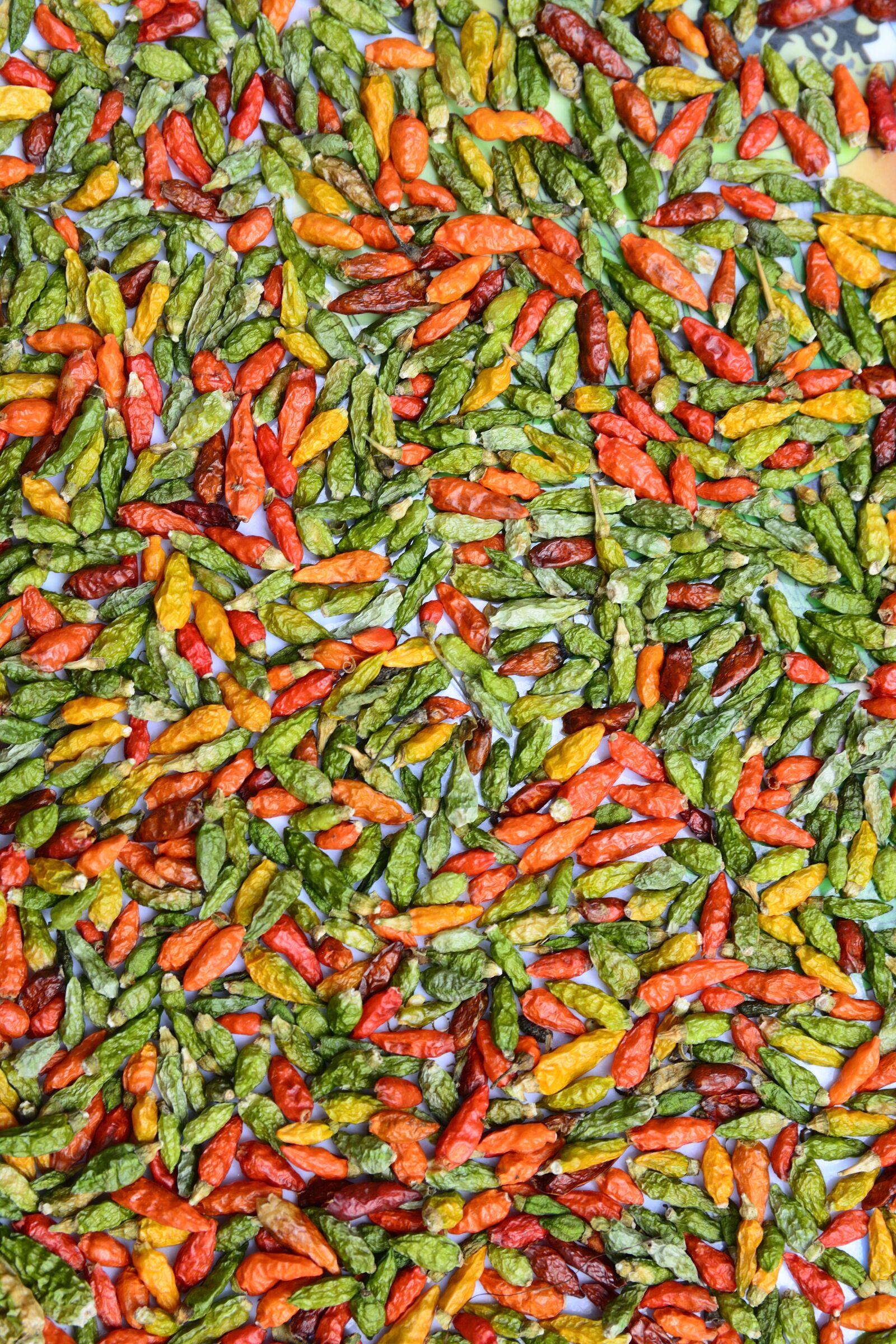 Nikon D7100 sample photo. Color, background, chili photography