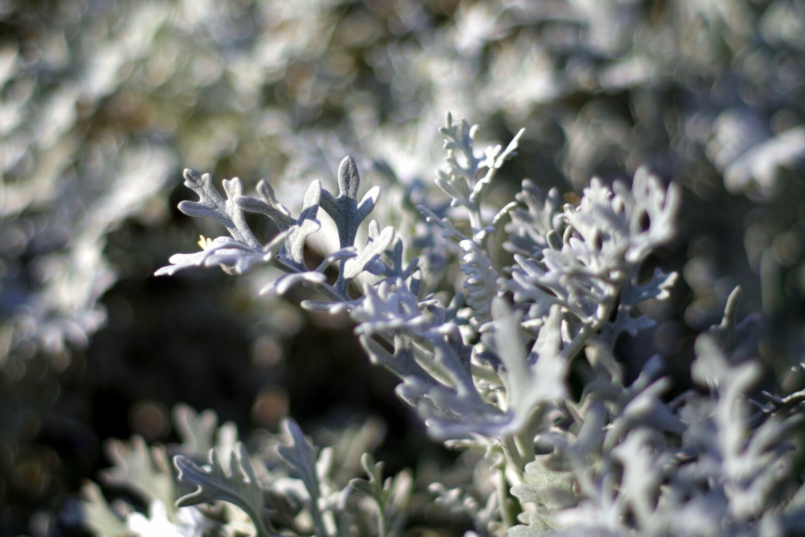 Pentax K-S2 sample photo. Gray plants, jagged, decorative photography