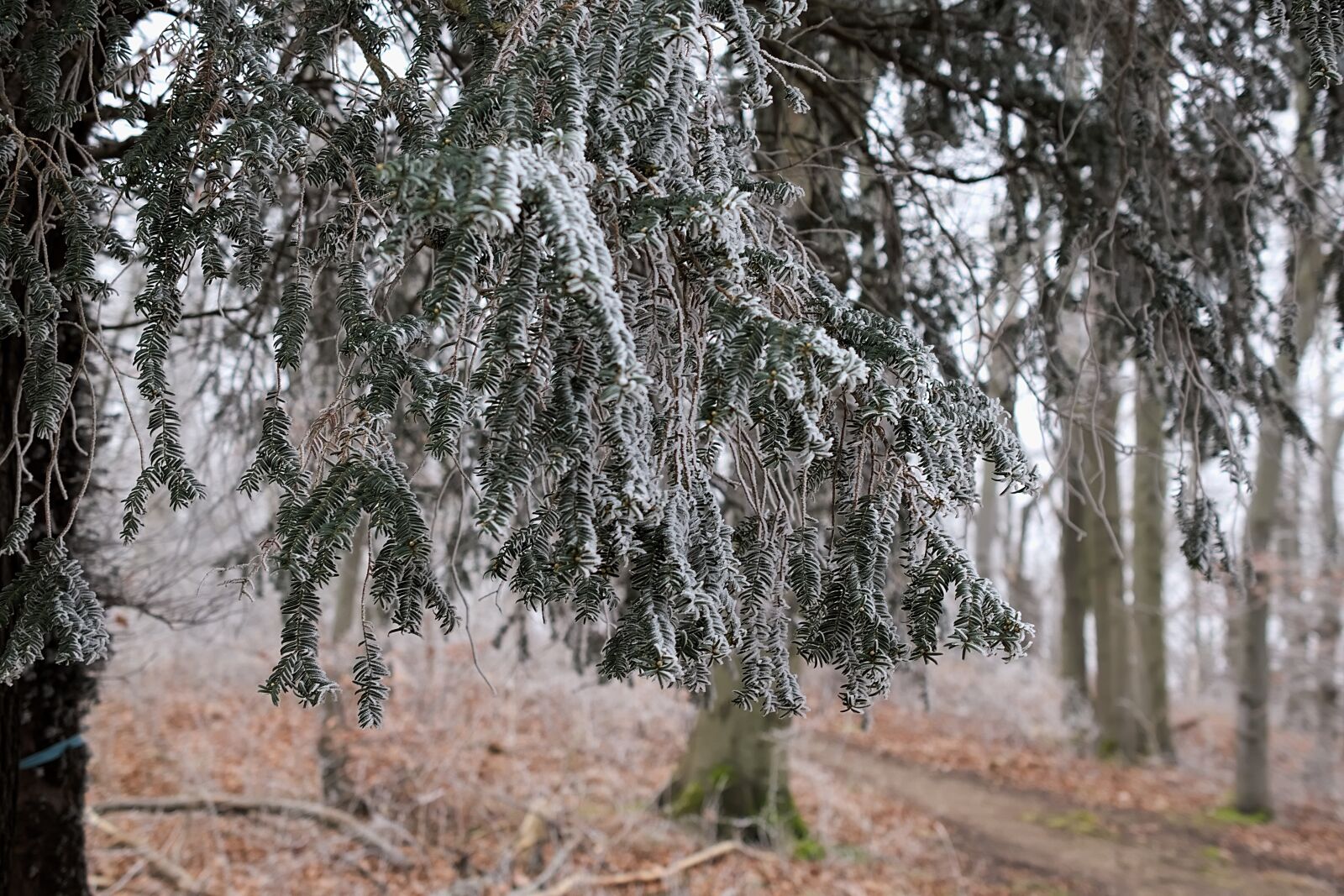 Nikon D3300 sample photo. Yew, iced, wintry photography