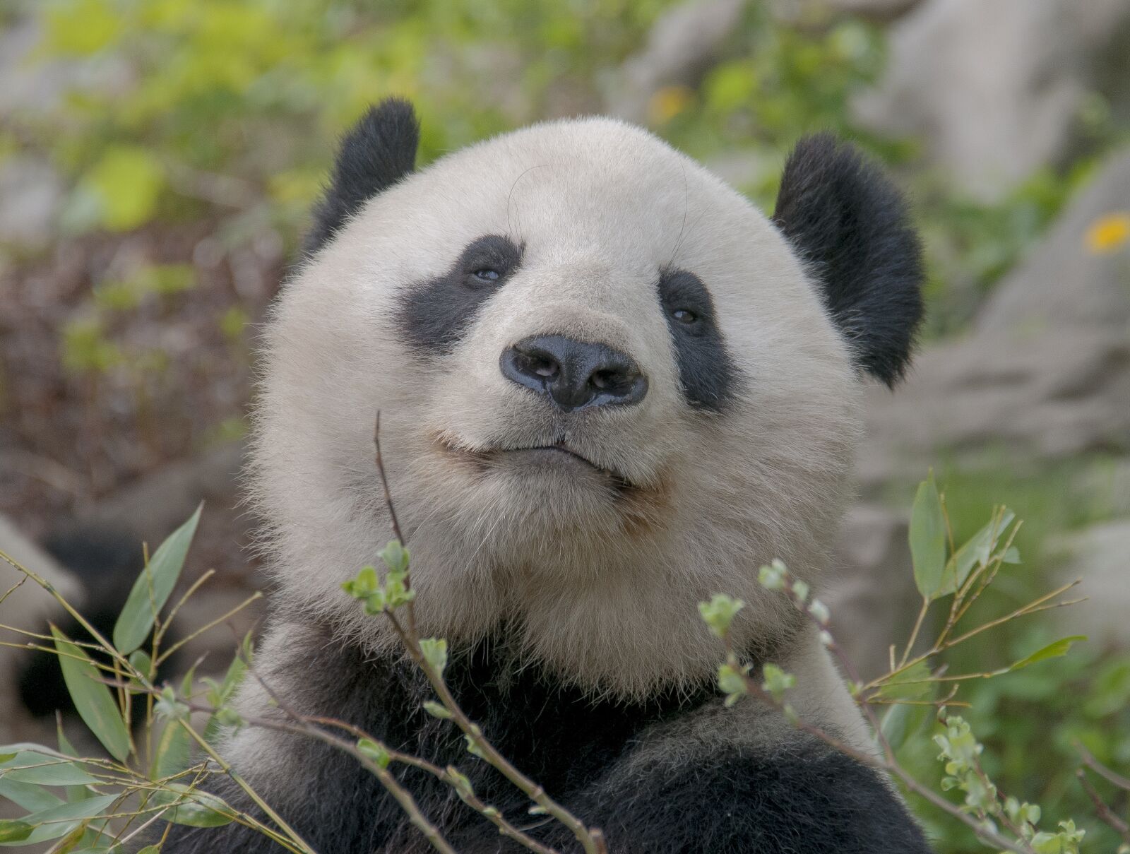 Nikon D300S sample photo. Panda, bear, zoo photography