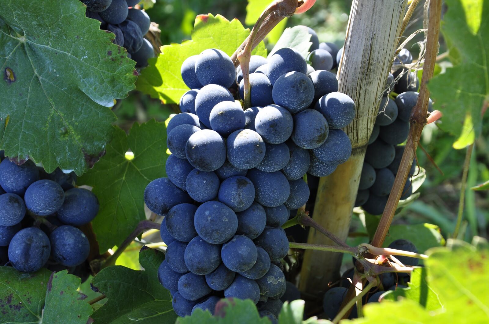 Nikon D5000 sample photo. Vintage, grapes, screw photography