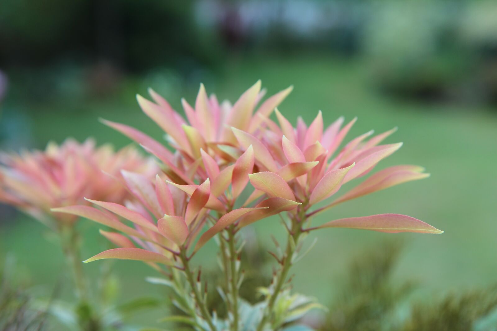 Canon EOS 600D (Rebel EOS T3i / EOS Kiss X5) sample photo. Pieris japonica, andromeda, perennial photography