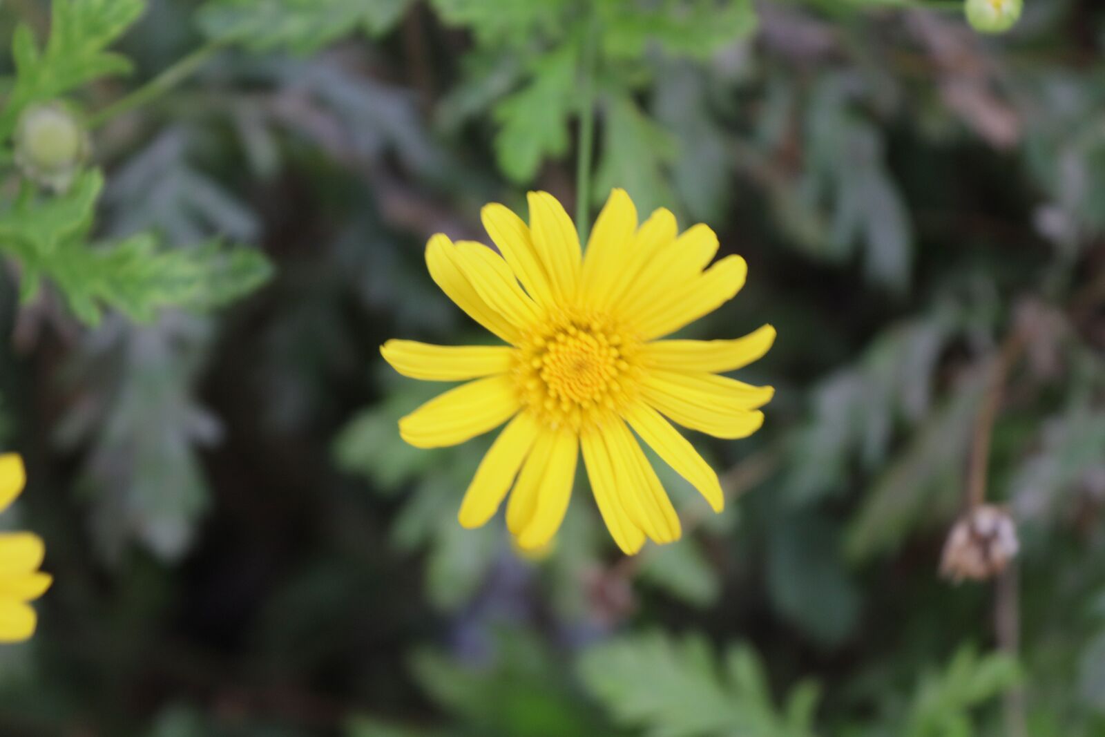 Canon EOS 250D (EOS Rebel SL3 / EOS Kiss X10 / EOS 200D II) sample photo. Flower, yellow, life photography