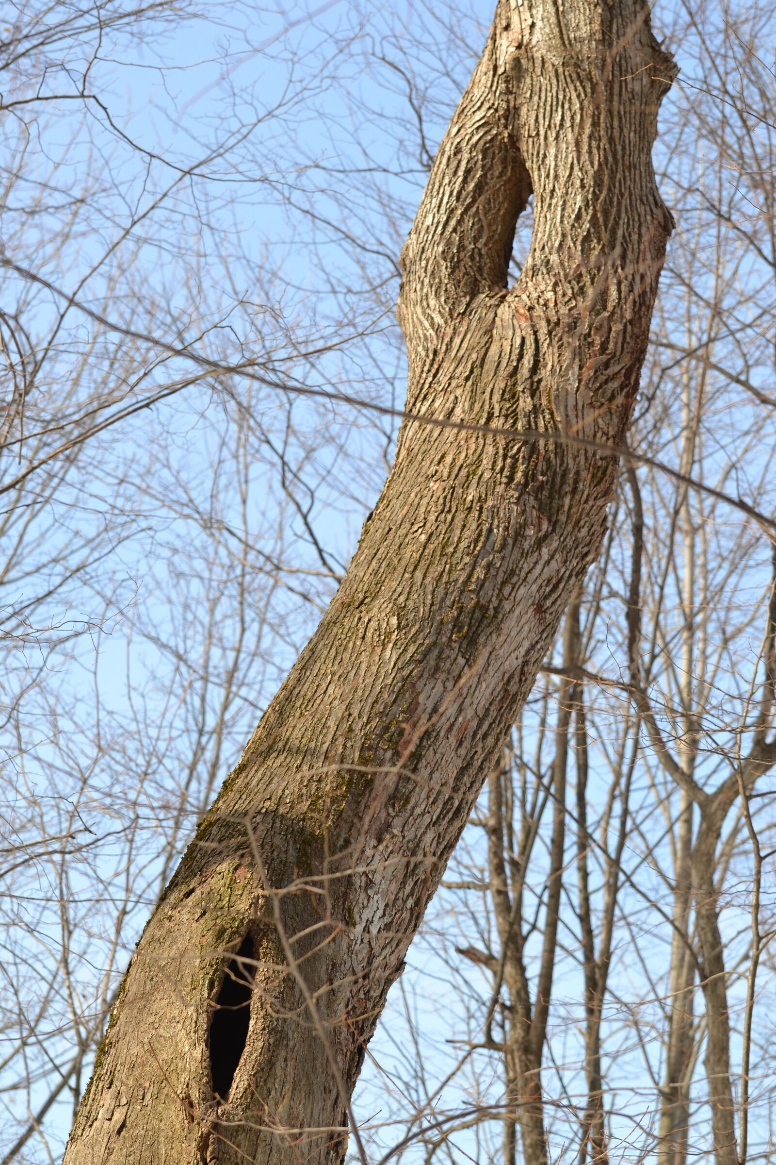 Nikon D3100 sample photo. Nature, tree, blue sky photography