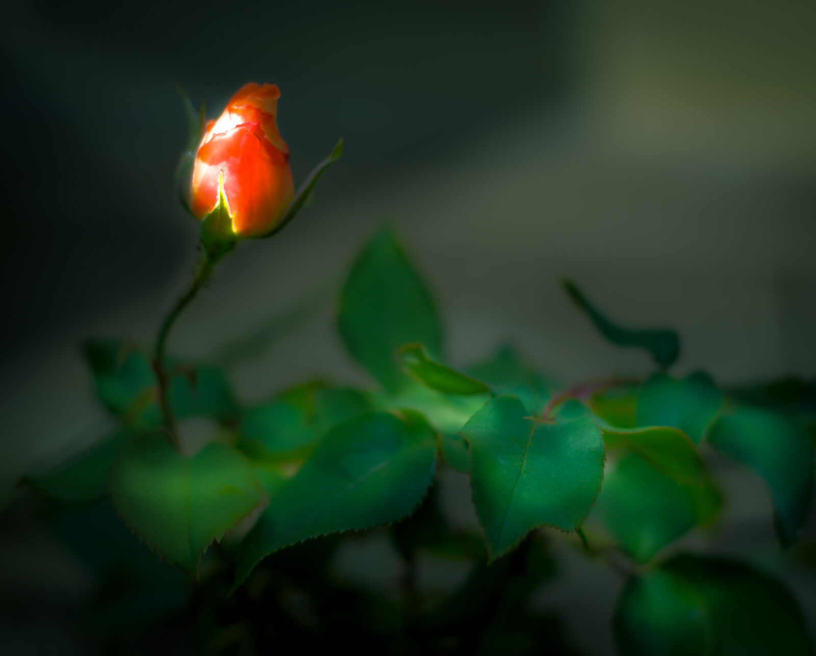 Nikon AF-S Nikkor 50mm F1.8G sample photo. Garden, green, leaf, red photography