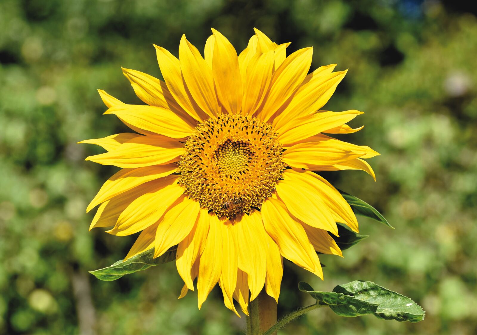 Nikon D7200 sample photo. Sunflower, blossom, bloom photography