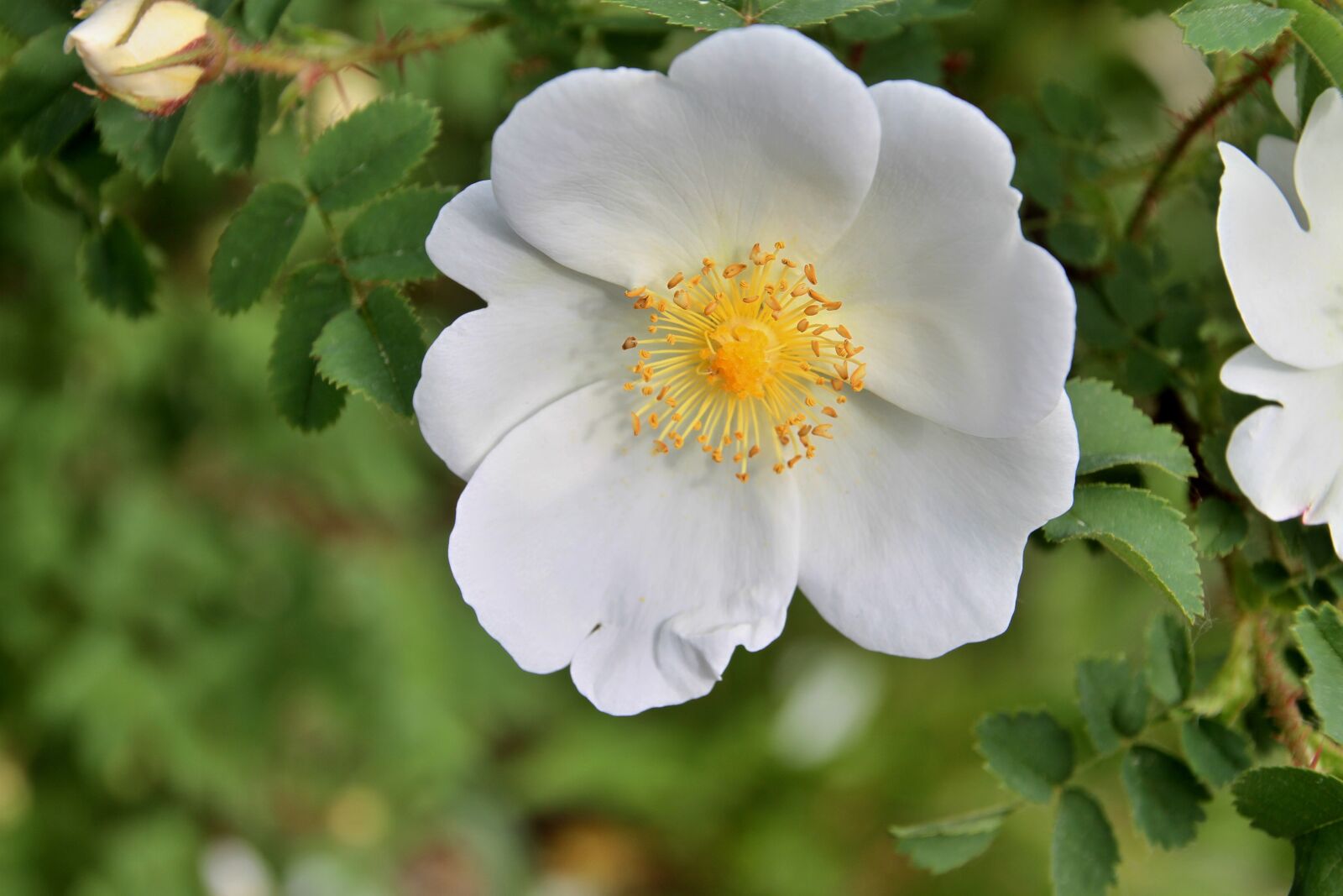 Canon EOS 7D sample photo. Wild, roses, bloom photography