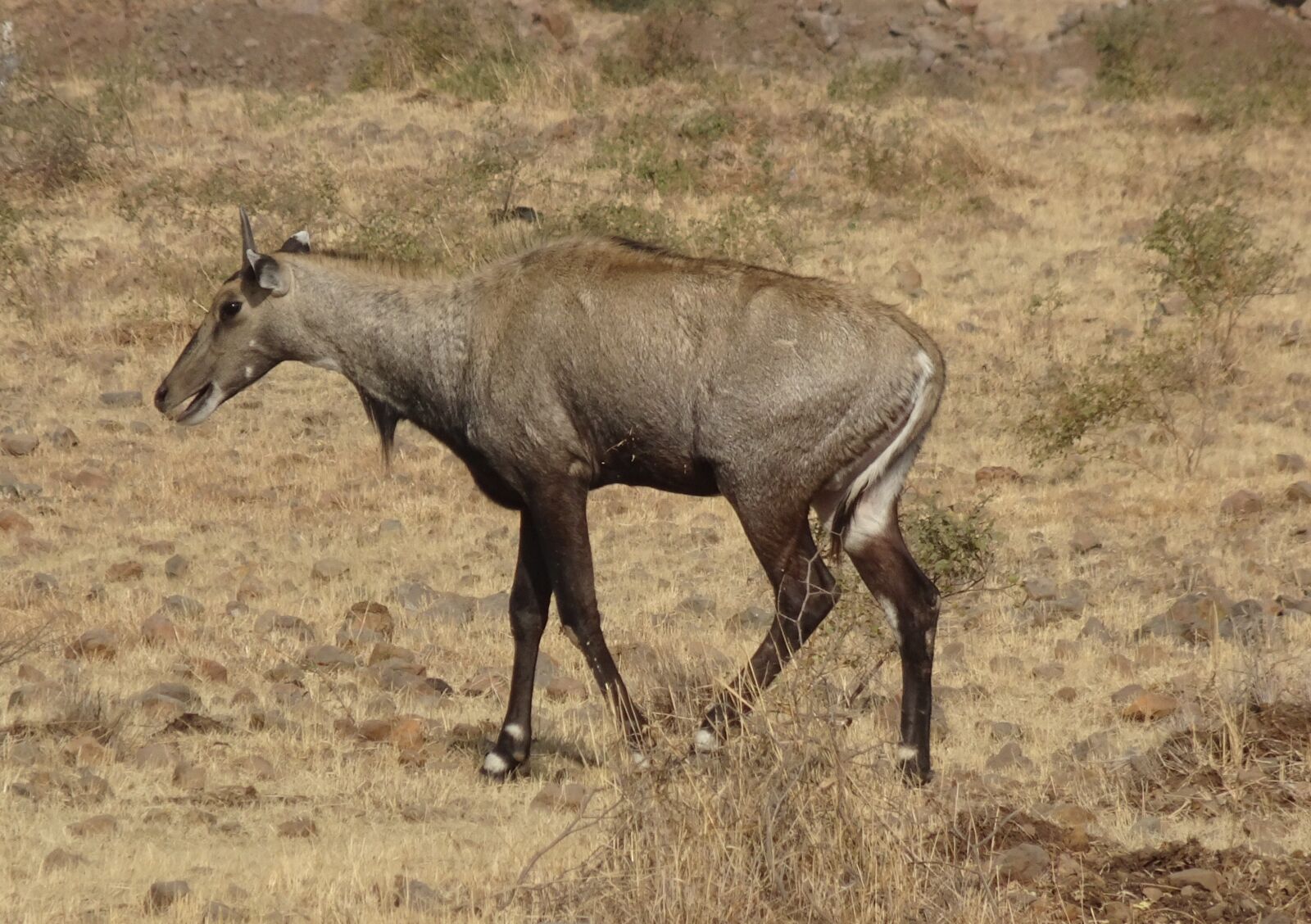 Sony Cyber-shot DSC-HX90V sample photo. Nilgai, antelope, animal photography