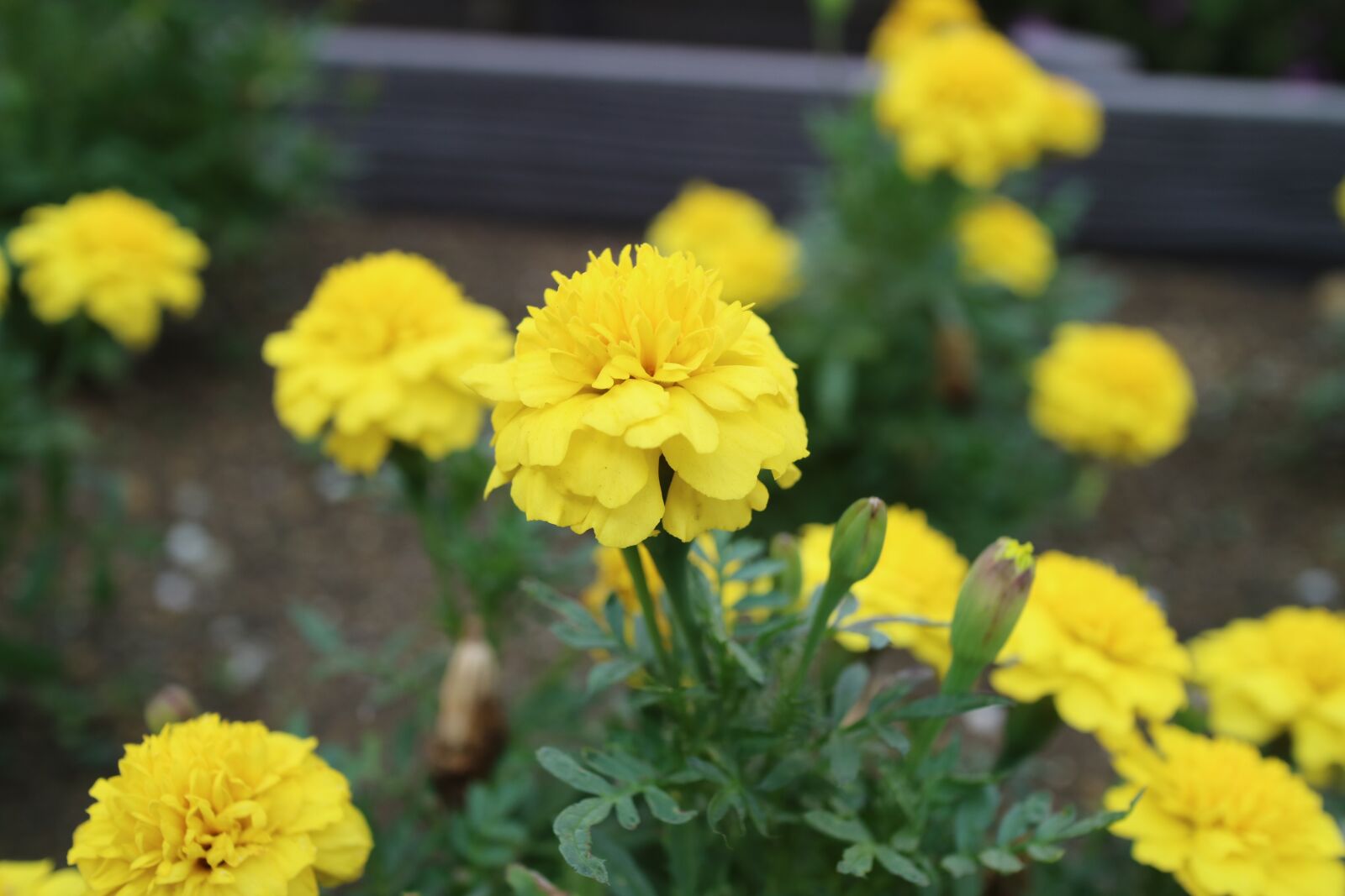 Canon EOS M3 + Canon EF-M 22mm F2 STM sample photo. Flowers, marigold, yellow photography