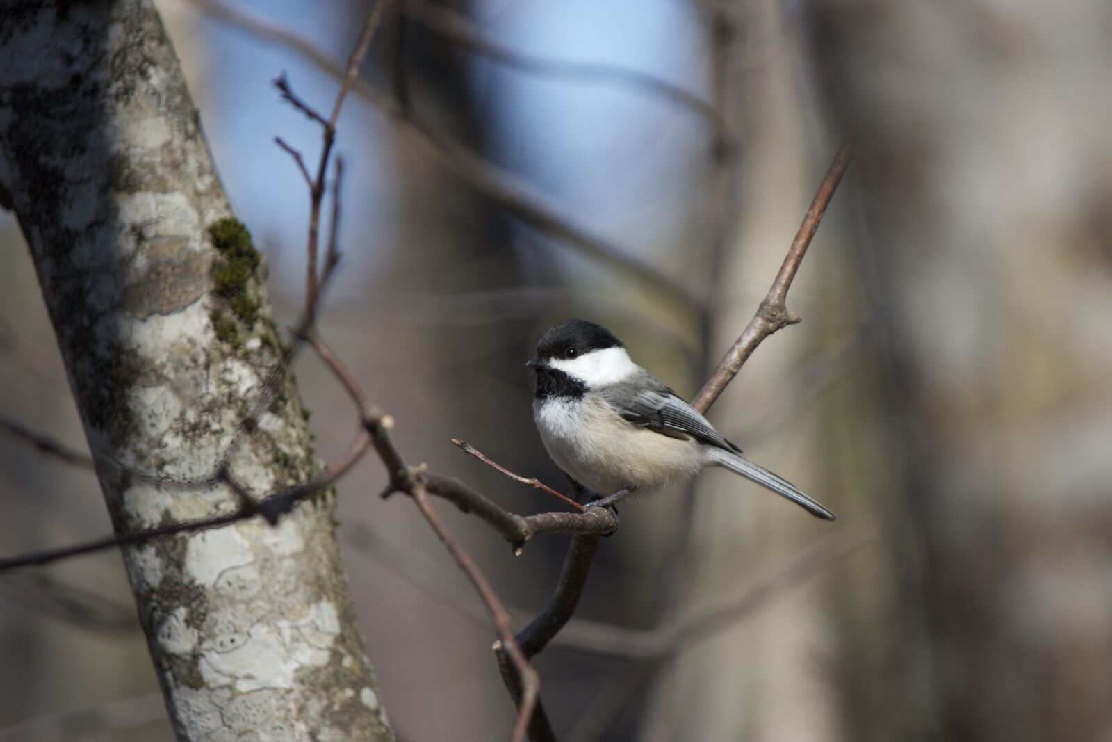 Canon EOS 550D (EOS Rebel T2i / EOS Kiss X4) sample photo. Bird photography