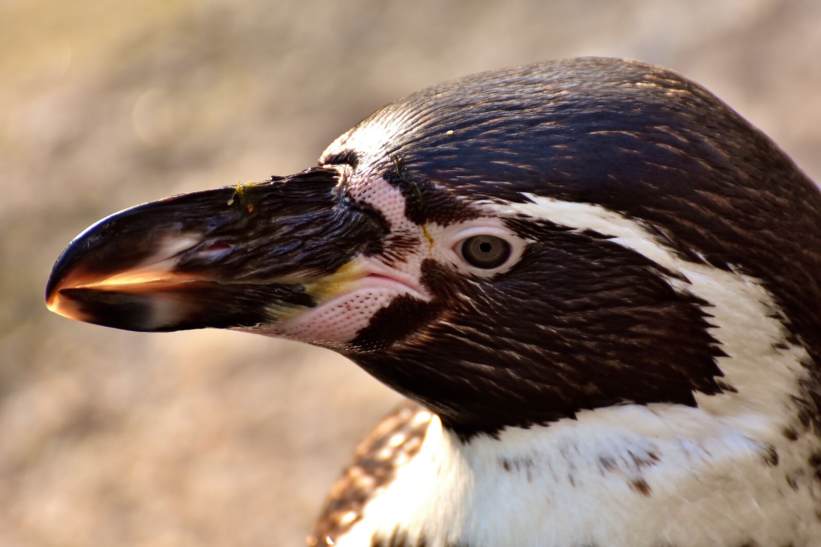 Nikon D7200 sample photo. Penguin, animal, animal world photography