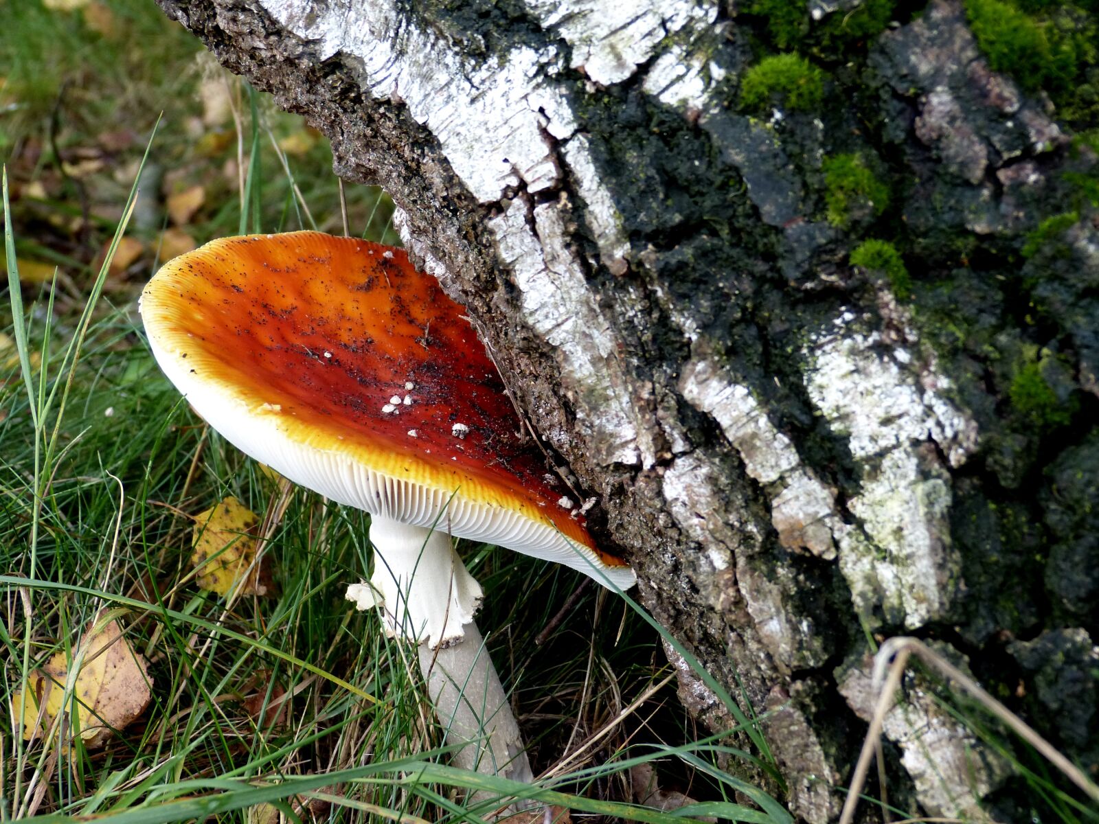 Panasonic Lumix DMC-FZ150 sample photo. Autumn, fly agaric, birch photography