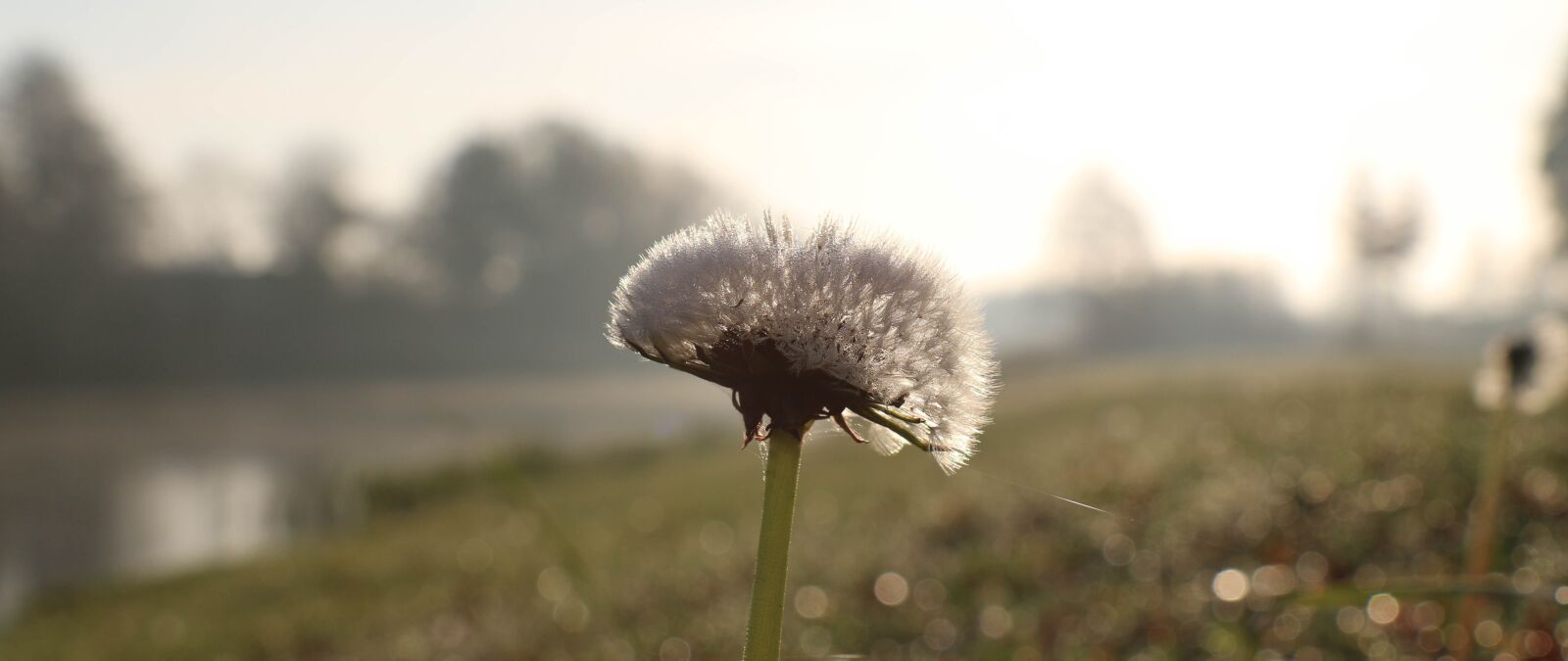 Canon EOS 70D sample photo. Morning, sunshine, flower photography