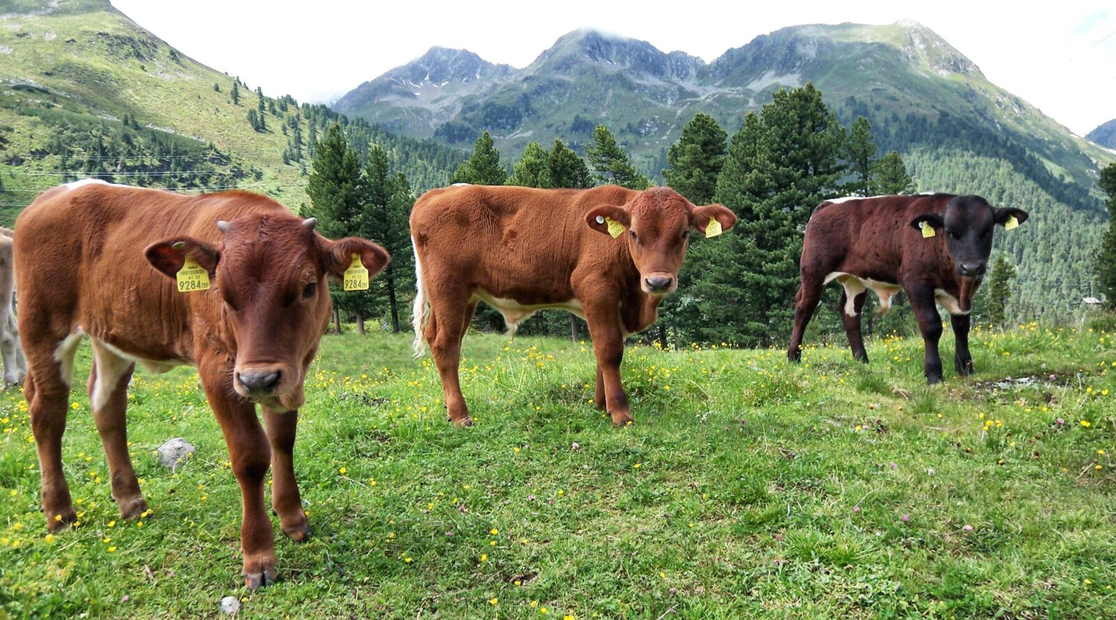 Kodak V705 DUAL LENS DIGITAL CAMERA sample photo. Agriculture, cow, meadow photography