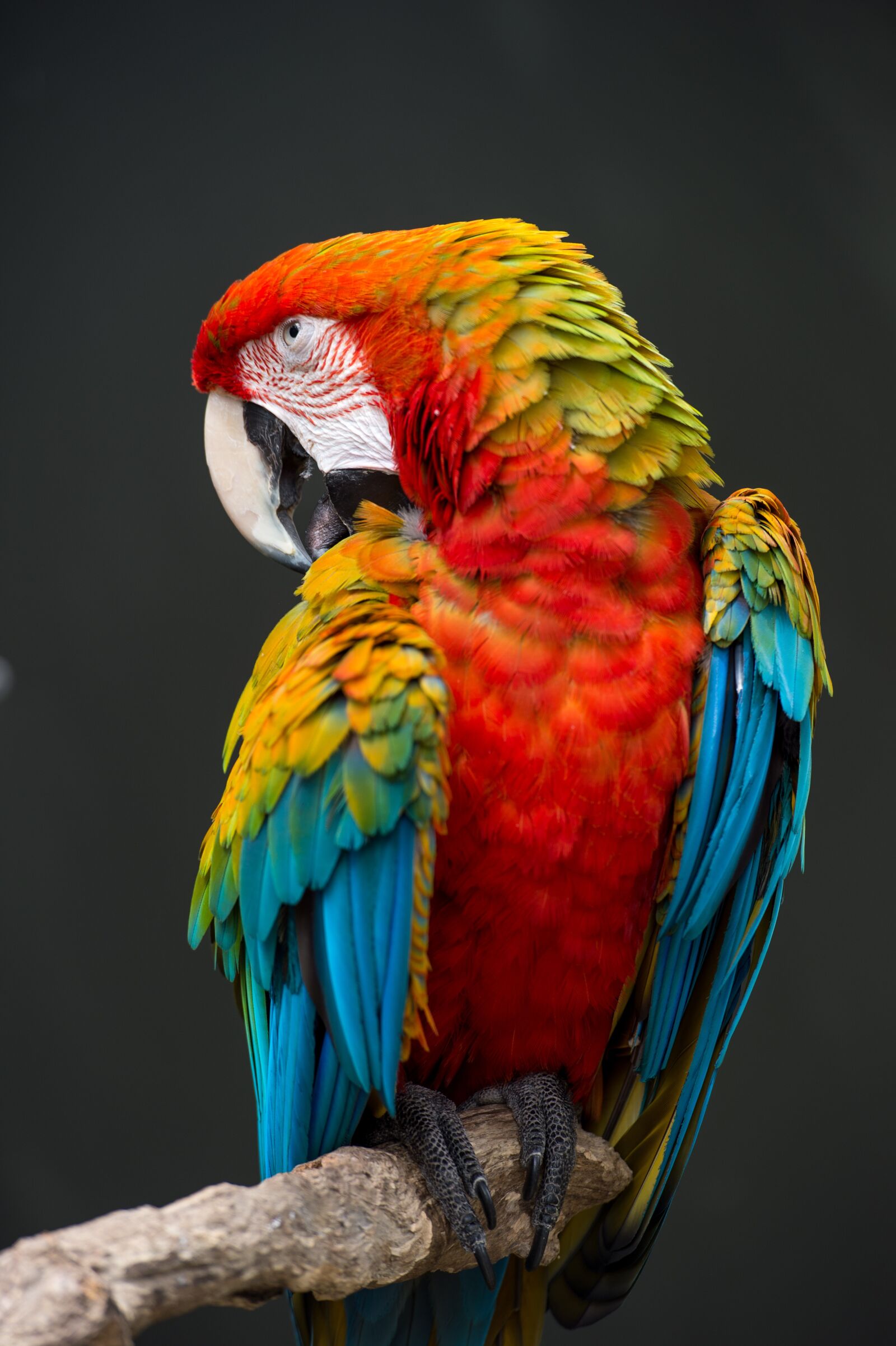 Nikon Df sample photo. Scarlet, macaw, rainbow photography